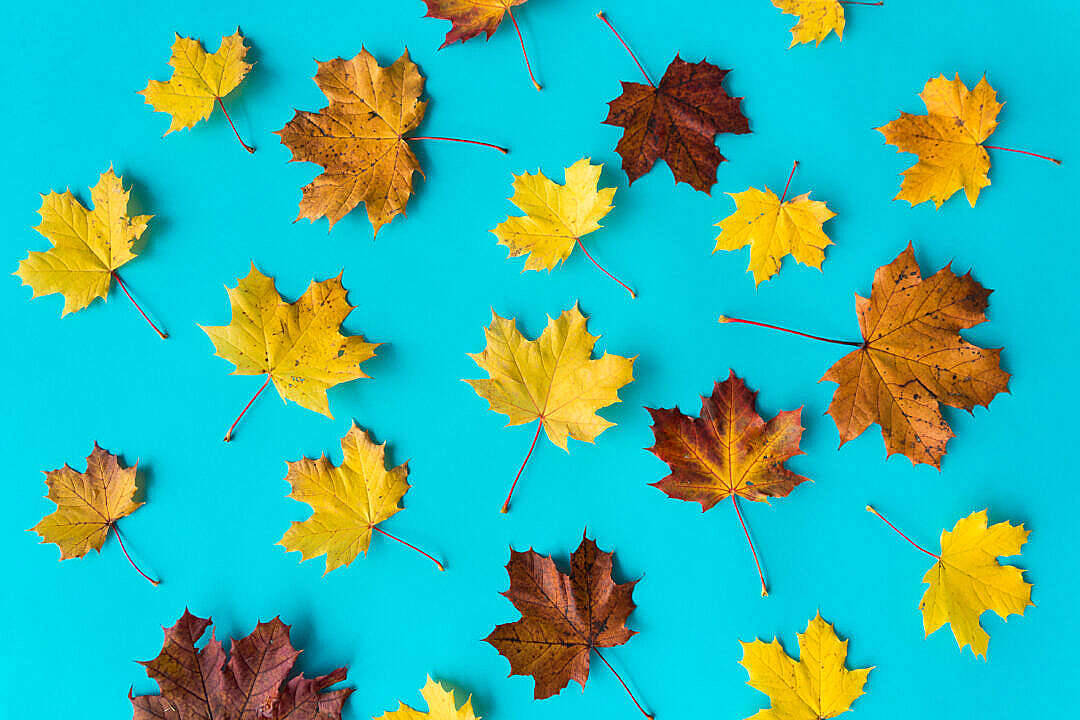 light orange leaves, autumn maple leaves, yellow and brown, SD Desktop Wallpaper