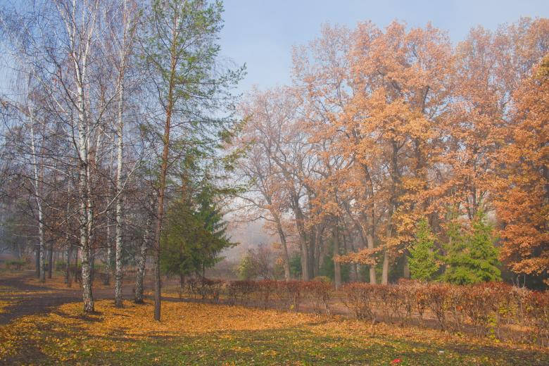 trees in park, autumn forest, golden leaves, SD Desktop Wallpaper