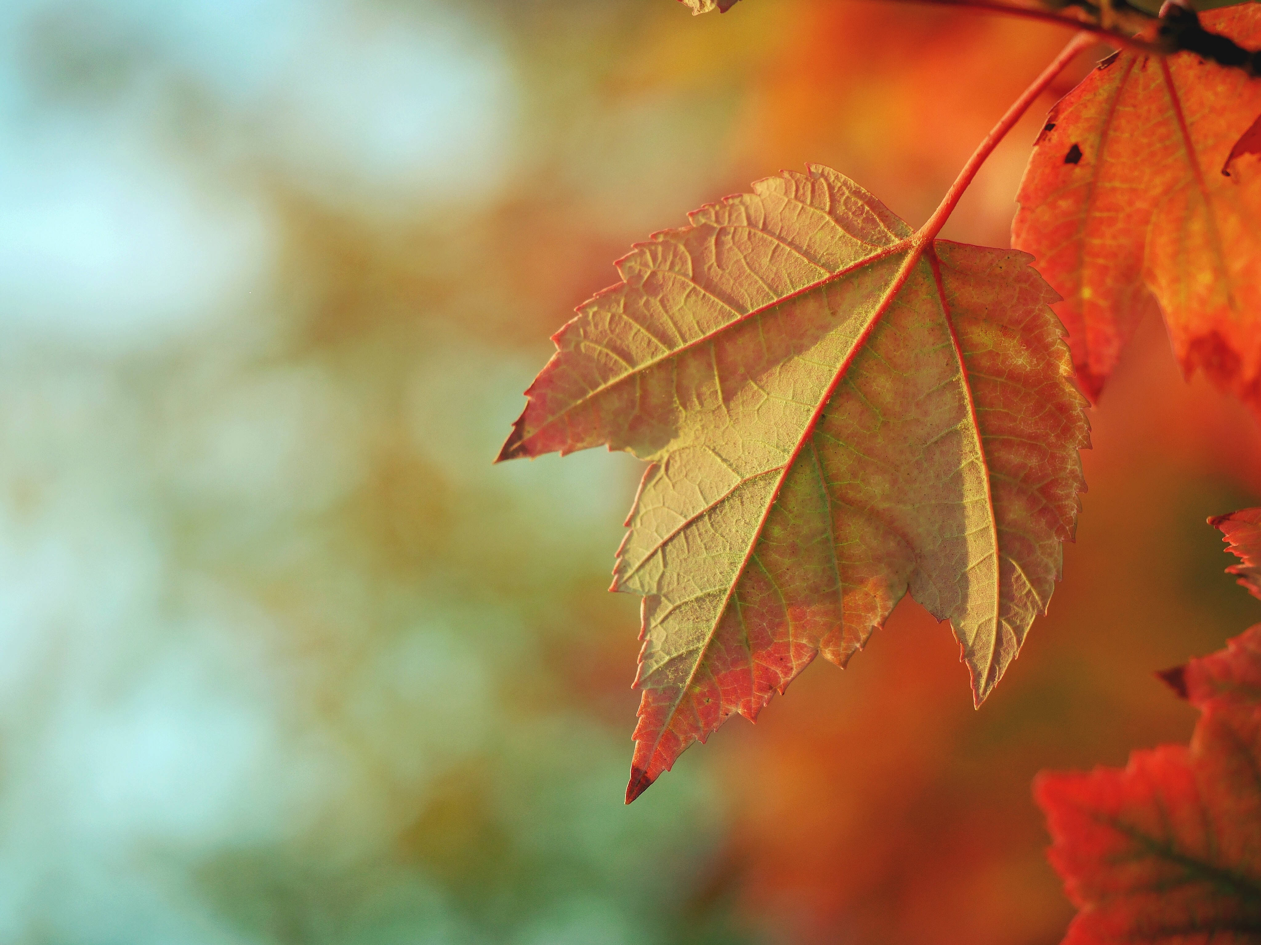 autumn maple leaf, warm orange, red hues, 4K Desktop Wallpaper