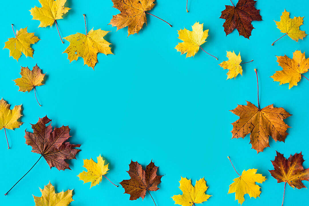 brown maple leaves, vibrant yellow, bright cyan background, SD Desktop Wallpaper