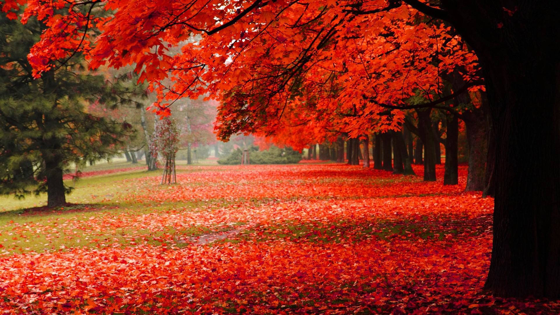 red maple trees, vibrant red, autumn path, Full HD Desktop Wallpaper