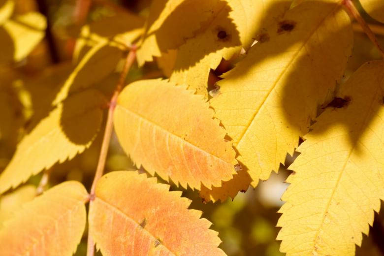 yellow leaves, golden autumn leaves, serrated edges, SD Desktop Wallpaper