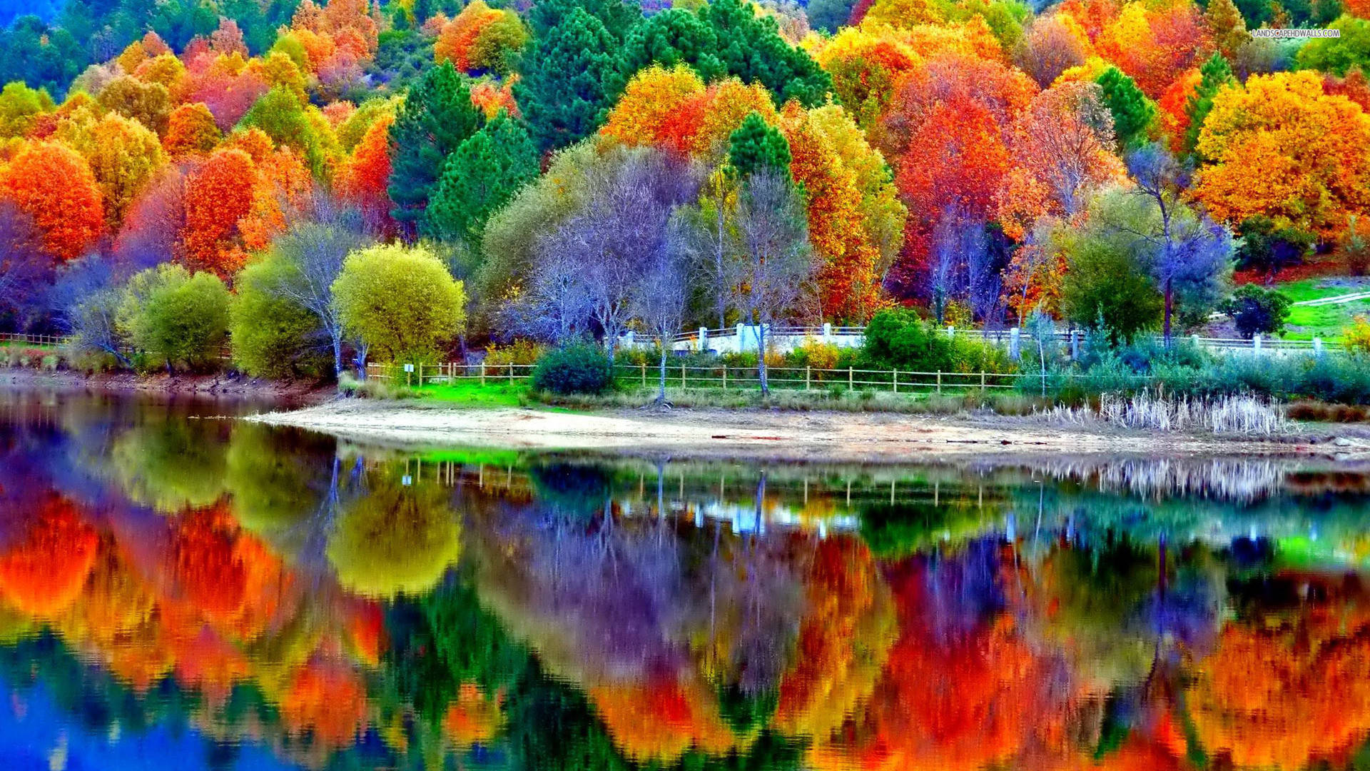 pastel coloured trees, fiery red orange and golden leaves, calm lake, Full HD Desktop Wallpaper