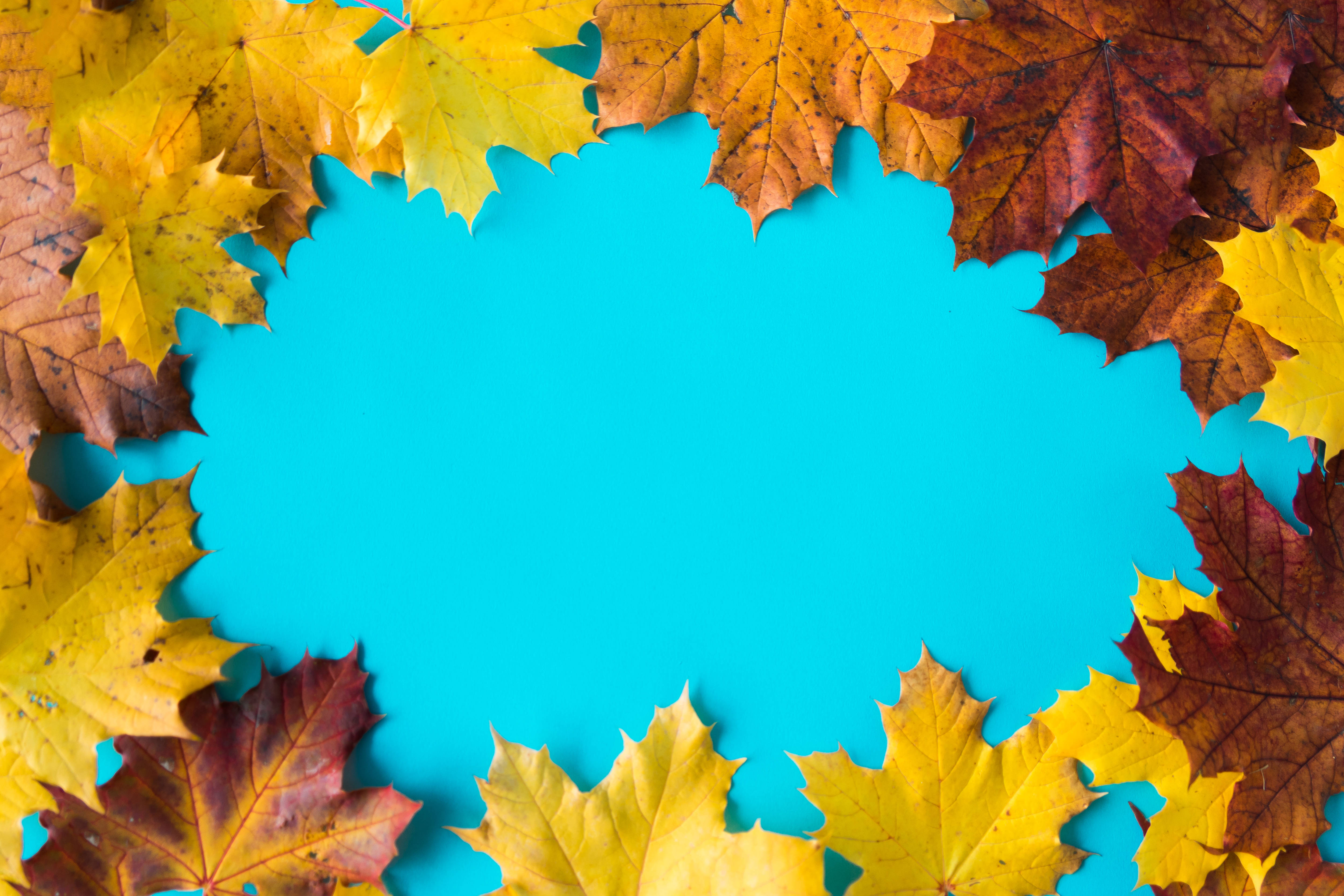 maple leaves, autumn, yellow, 4K Desktop Wallpaper