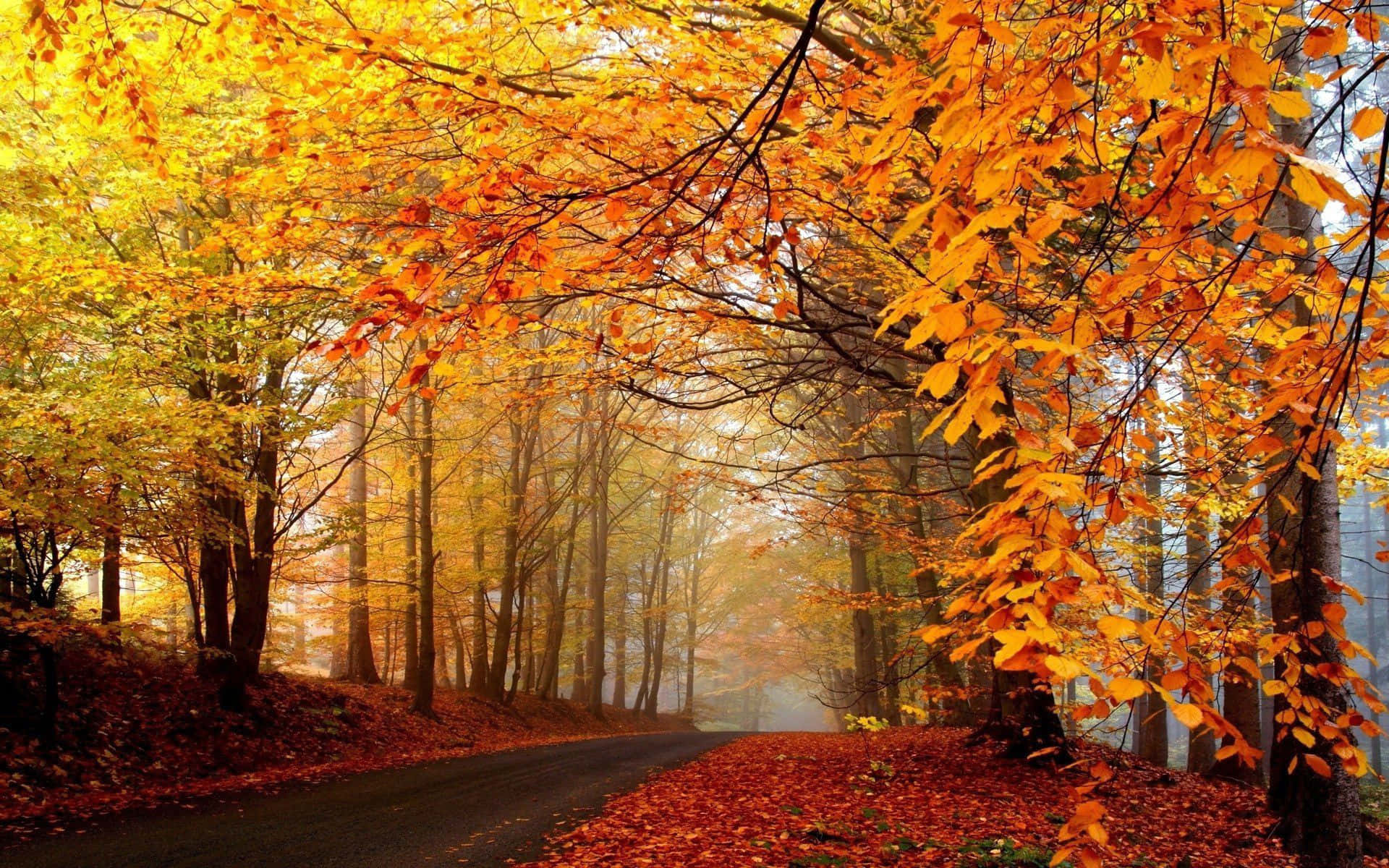 tumblr, autumn desktop wallpaper, winding road, Full HD Desktop Wallpaper