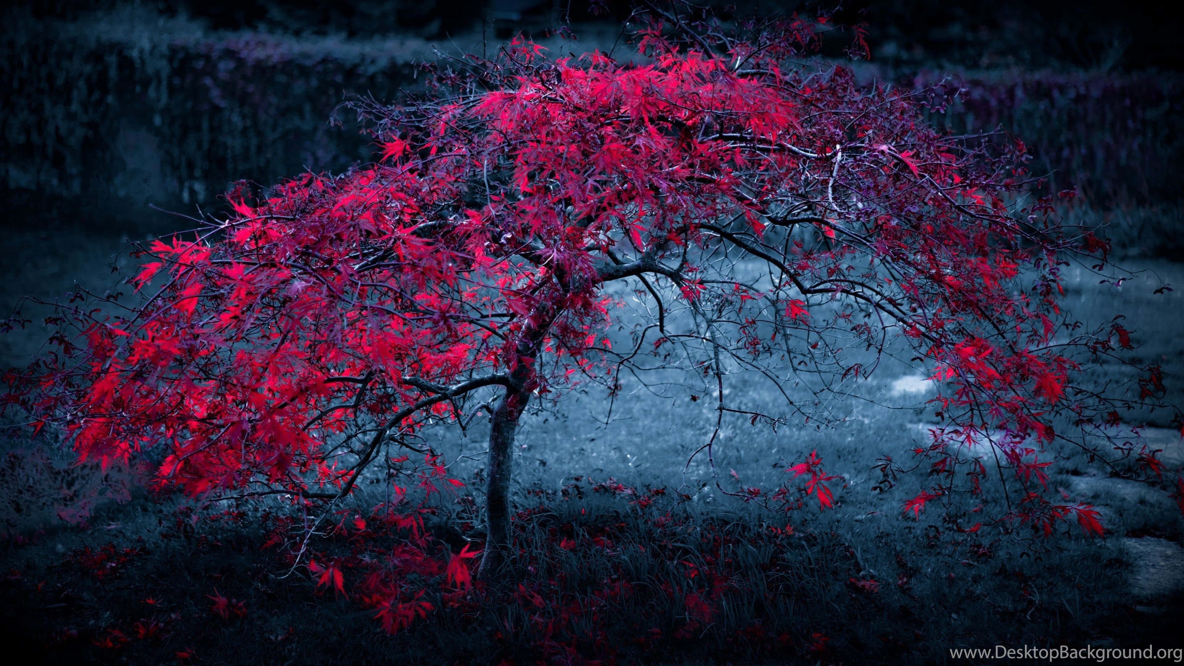 3840x2160, UHD 4K, crimson leaves, 4K Desktop Wallpaper