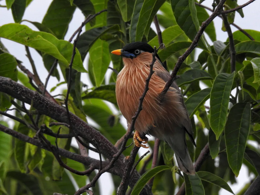 Beautiful Birds