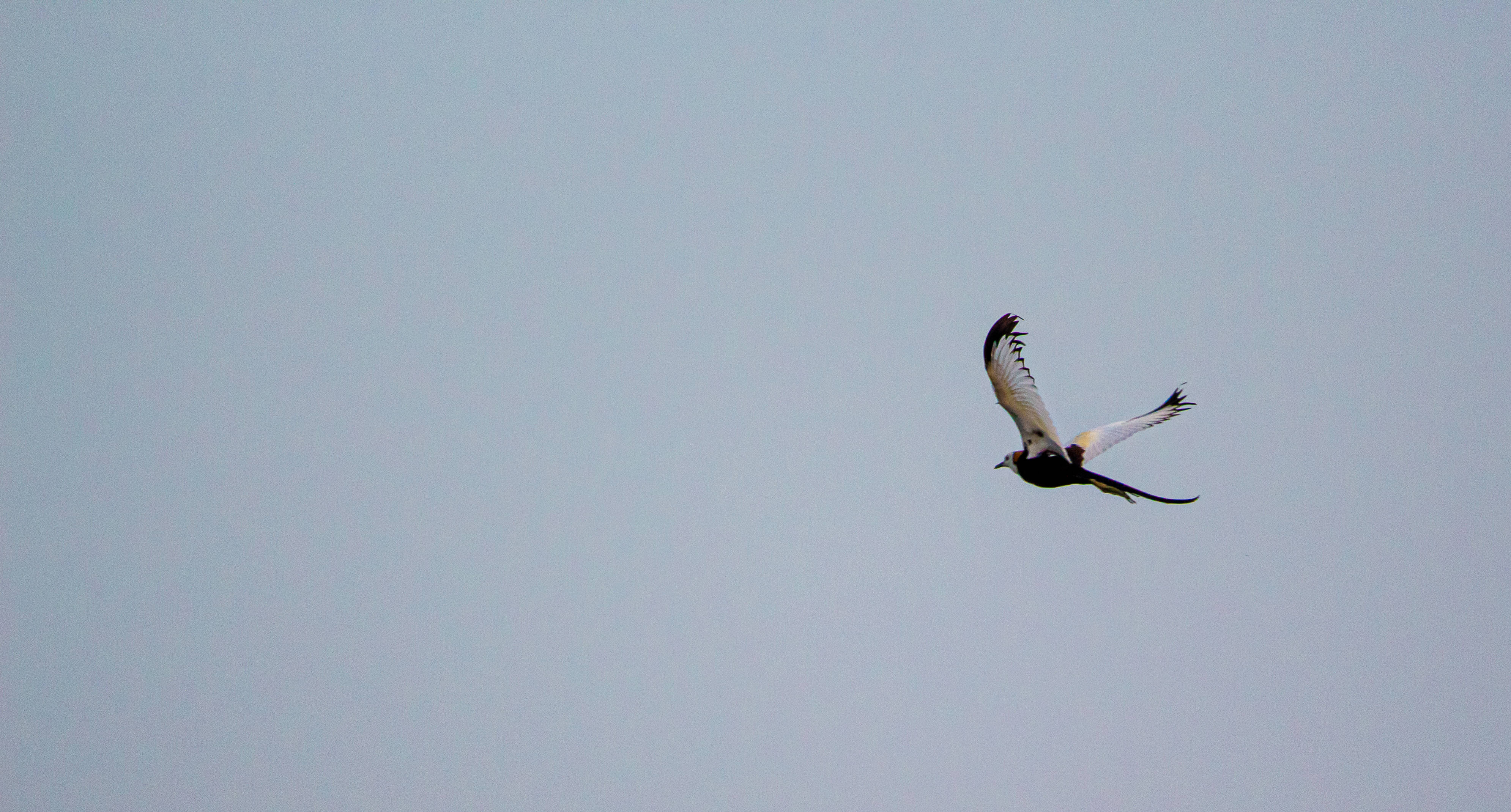 black and white bird, long tail feathers, pale gray sky, 4K Desktop Wallpaper