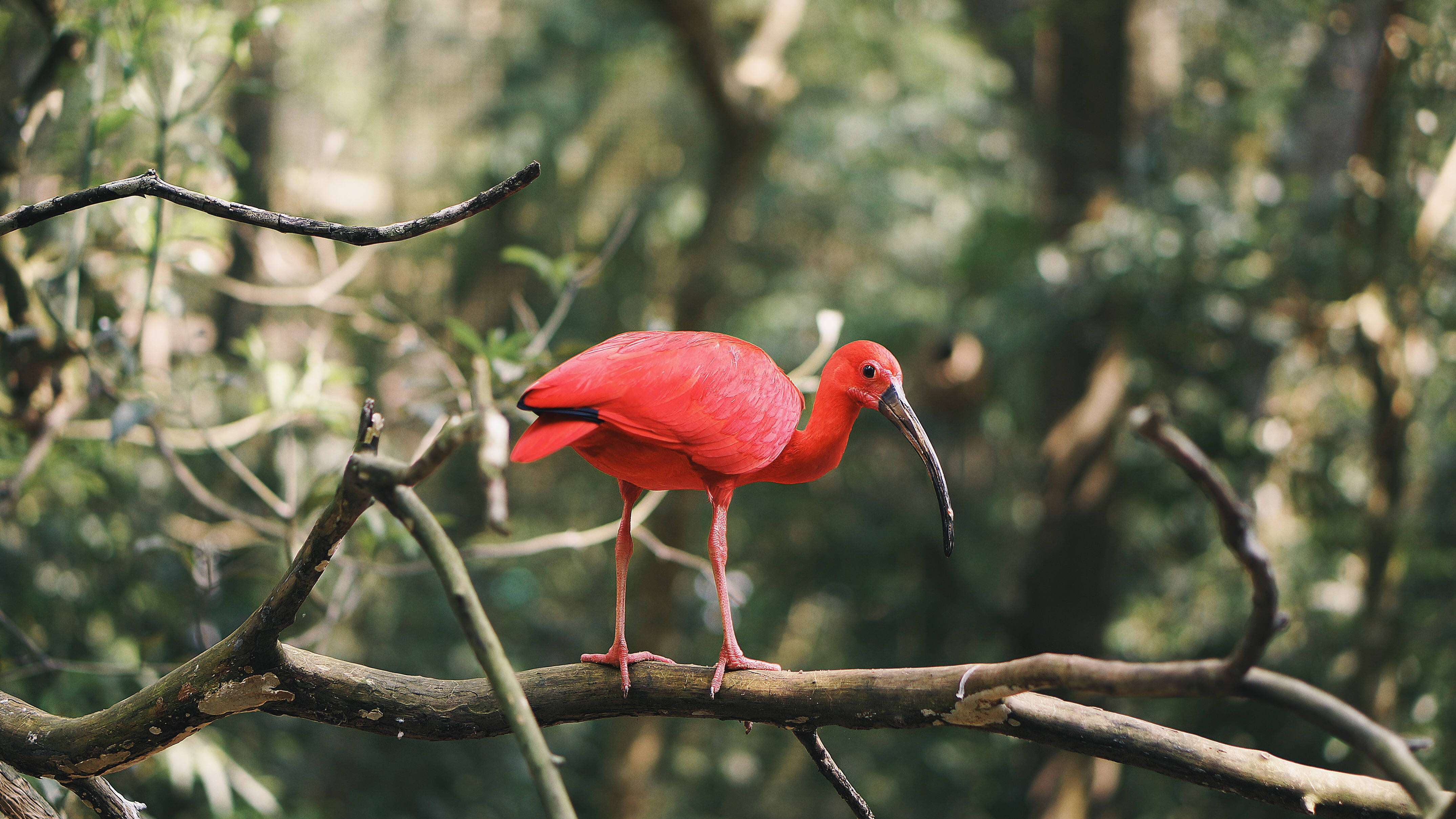 red scarlet ibis, gnarled tree branch, lush green forest, 4K Desktop Wallpaper