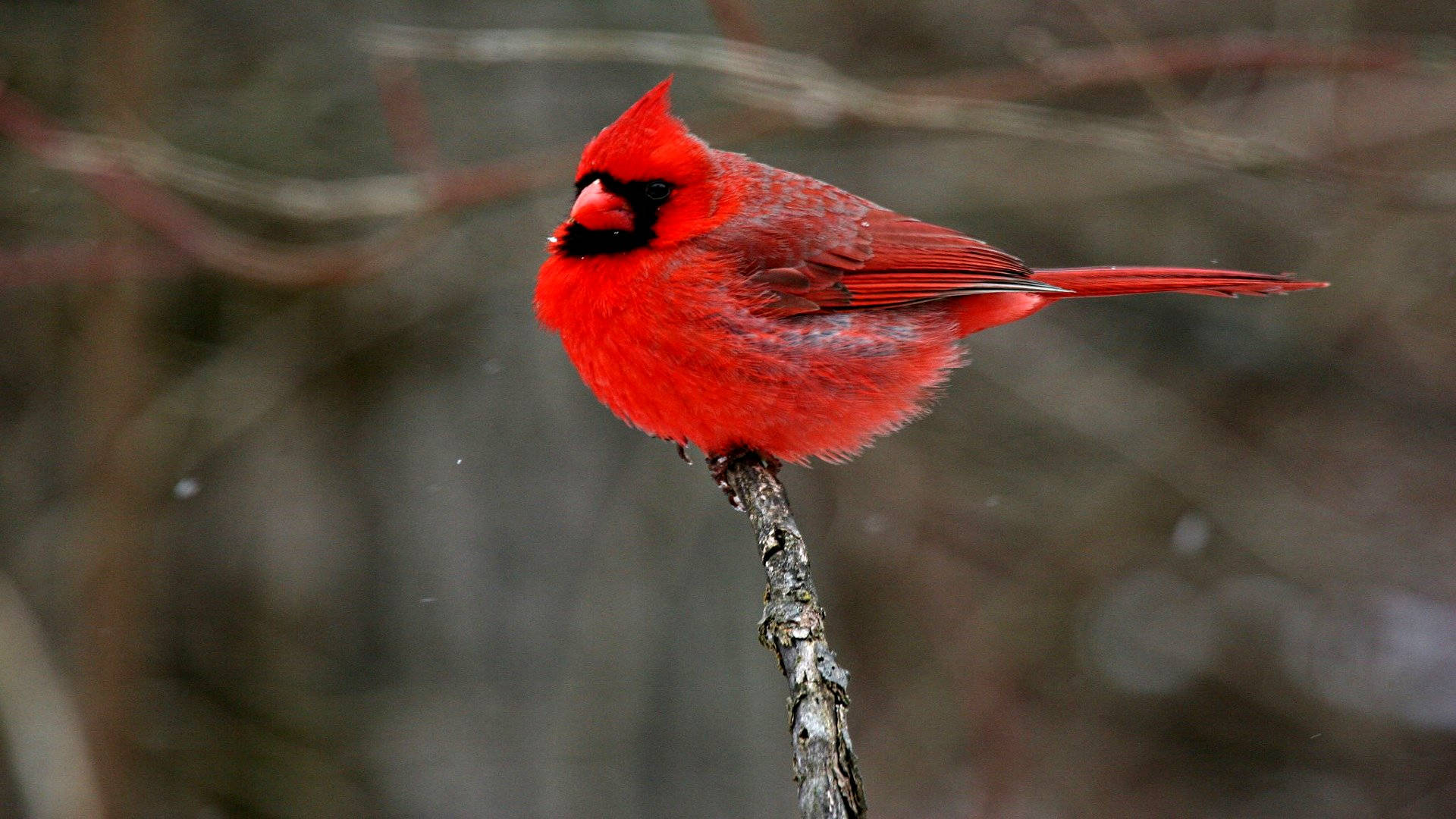 cardinal, male cardinal, bare branch, Full HD Desktop Wallpaper