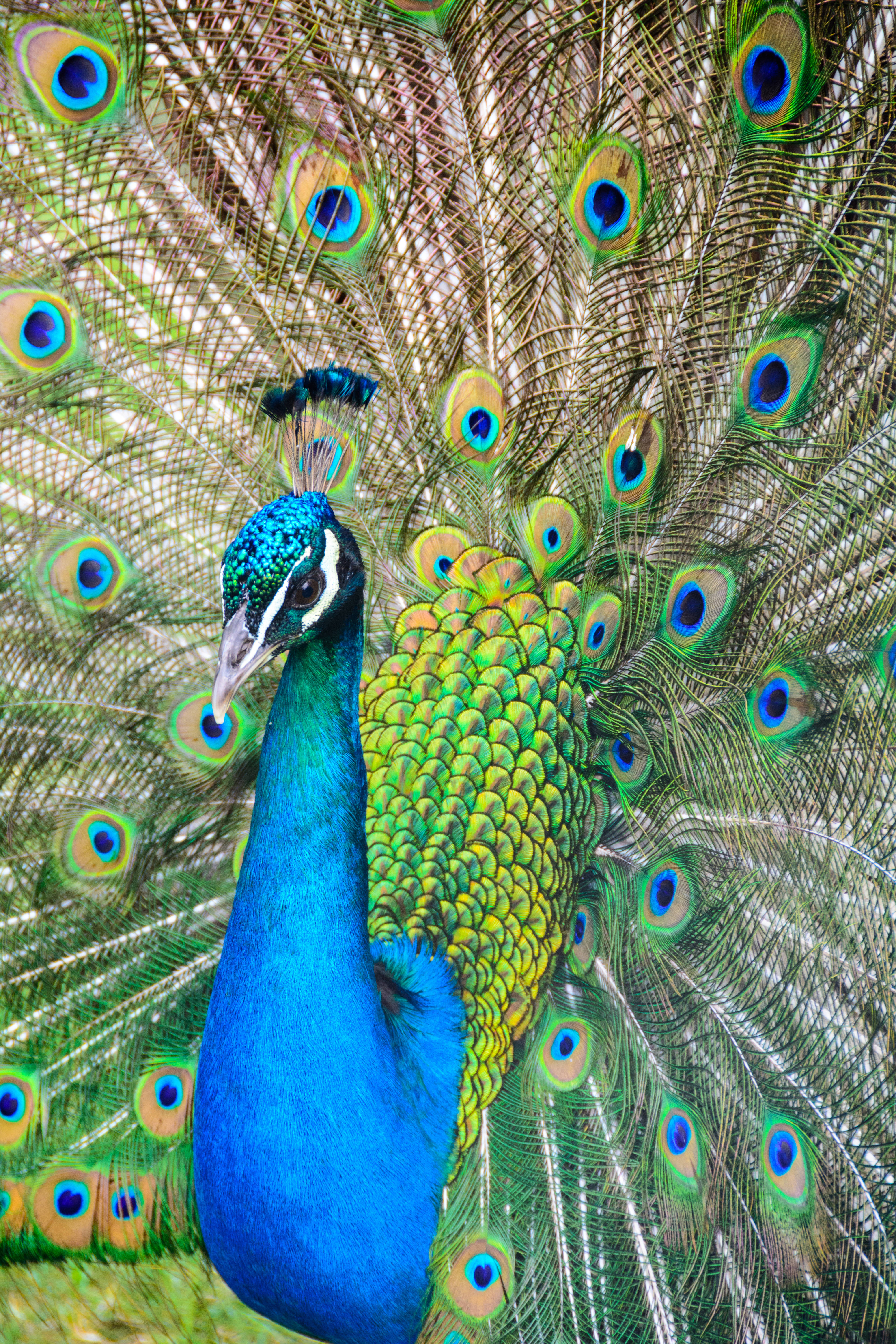 peacock, iridescent blue green tail feathers, eye spots, 5K Phone Wallpaper