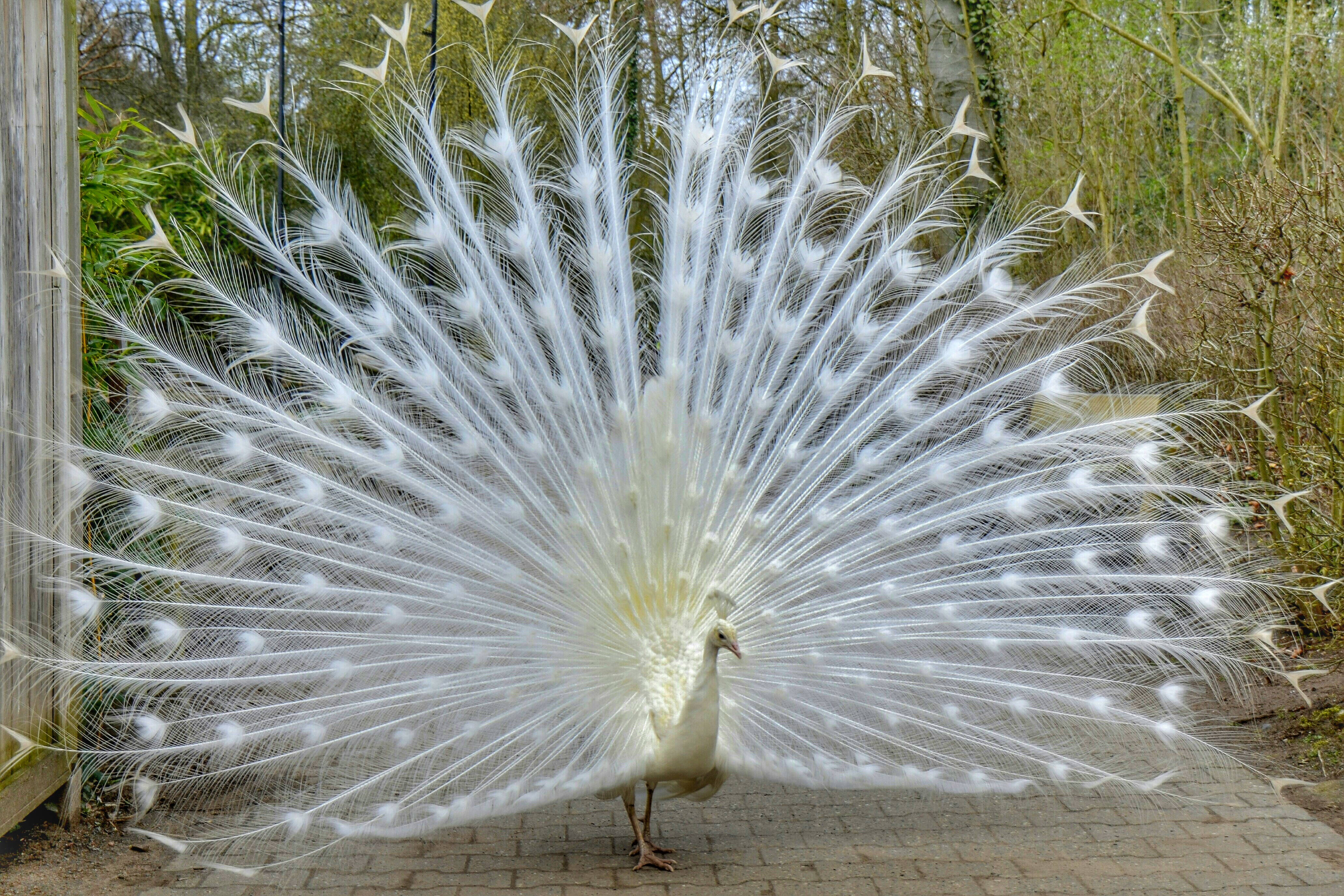 white peacock, expansive tail feathers, ethereal, 4K Desktop Wallpaper