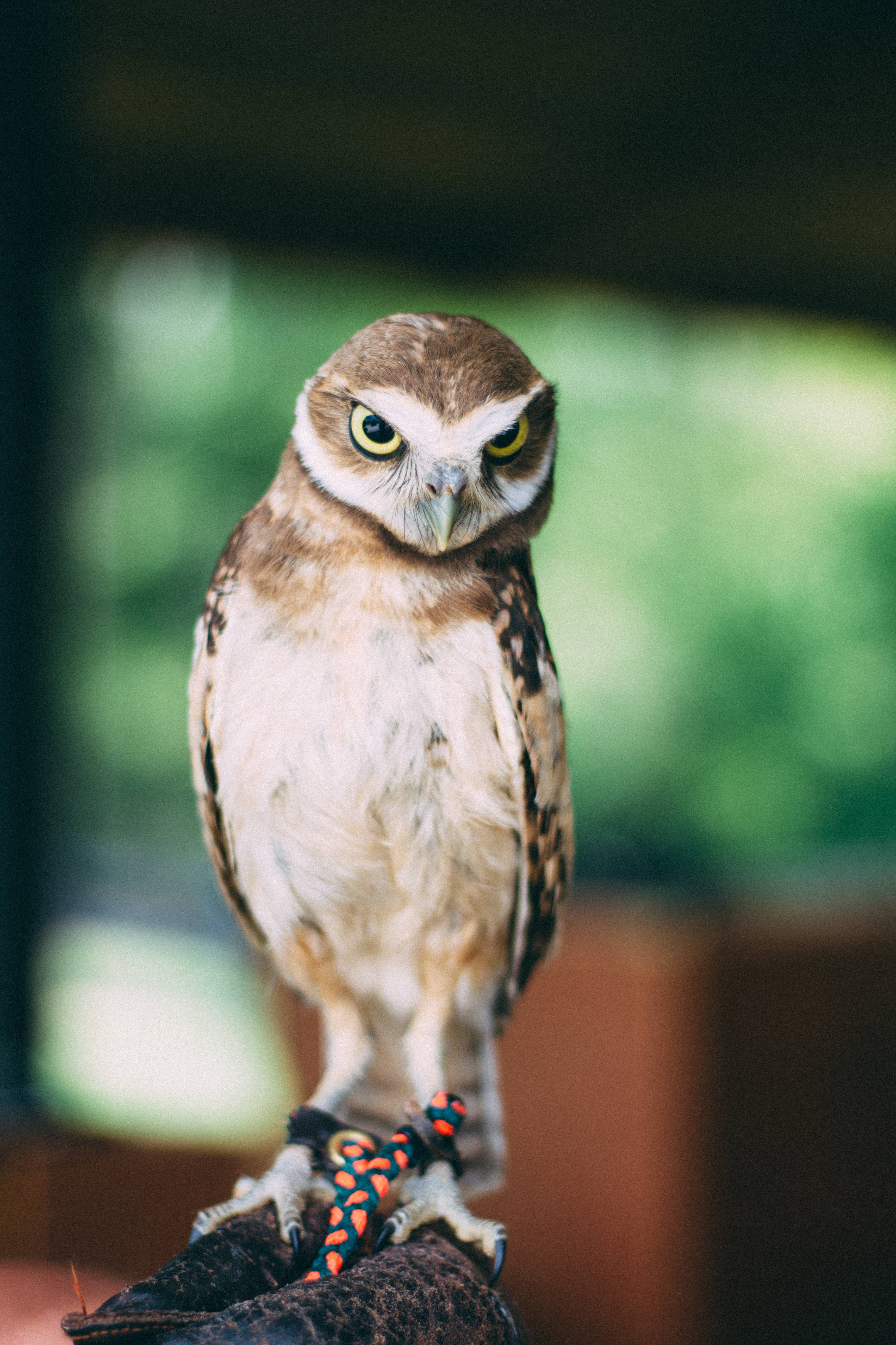 burrowing owl, gloved hand, intense yellow eyes, 5K Phone Wallpaper
