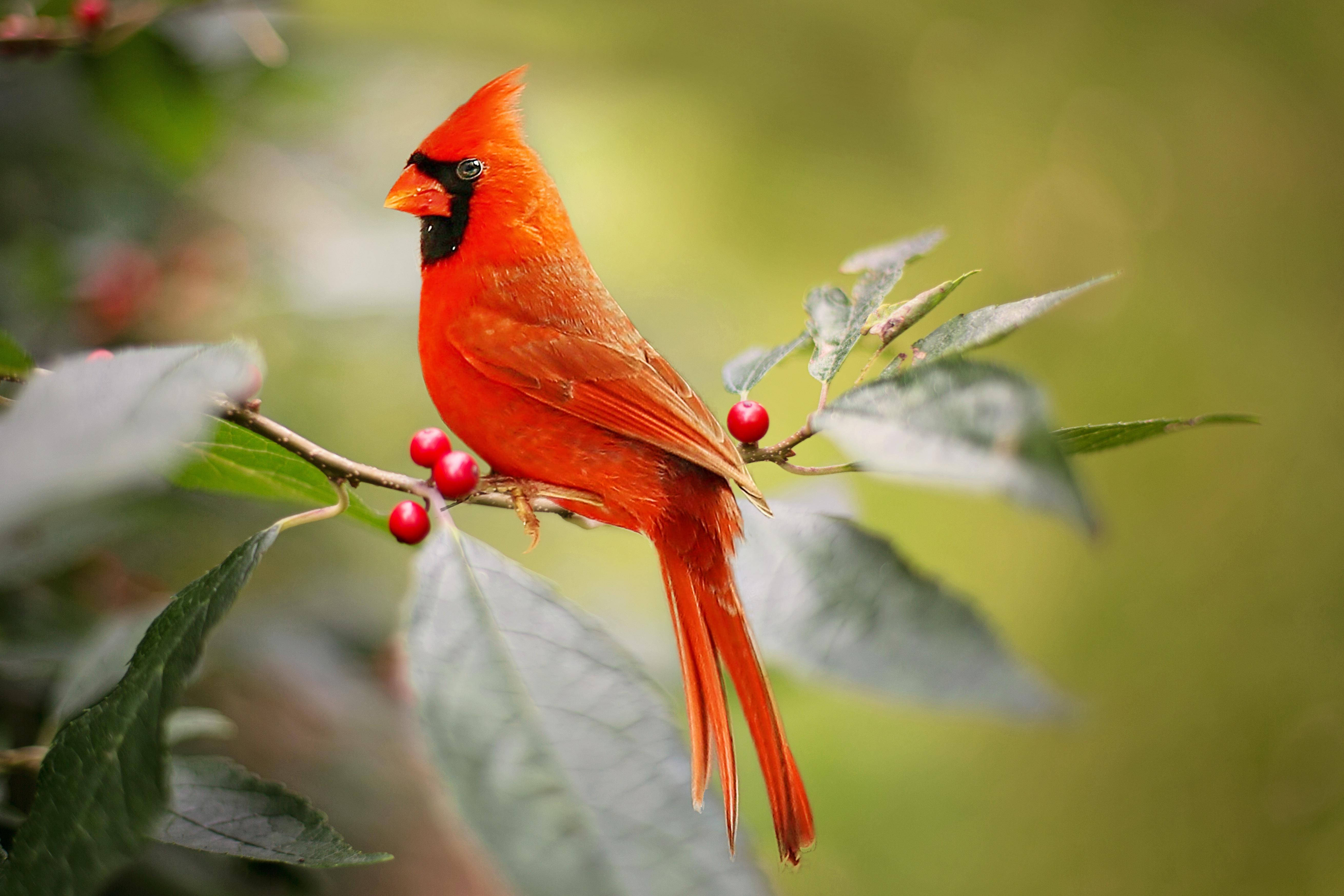 cardinal, branch, bright red berries, 5K Desktop Wallpaper
