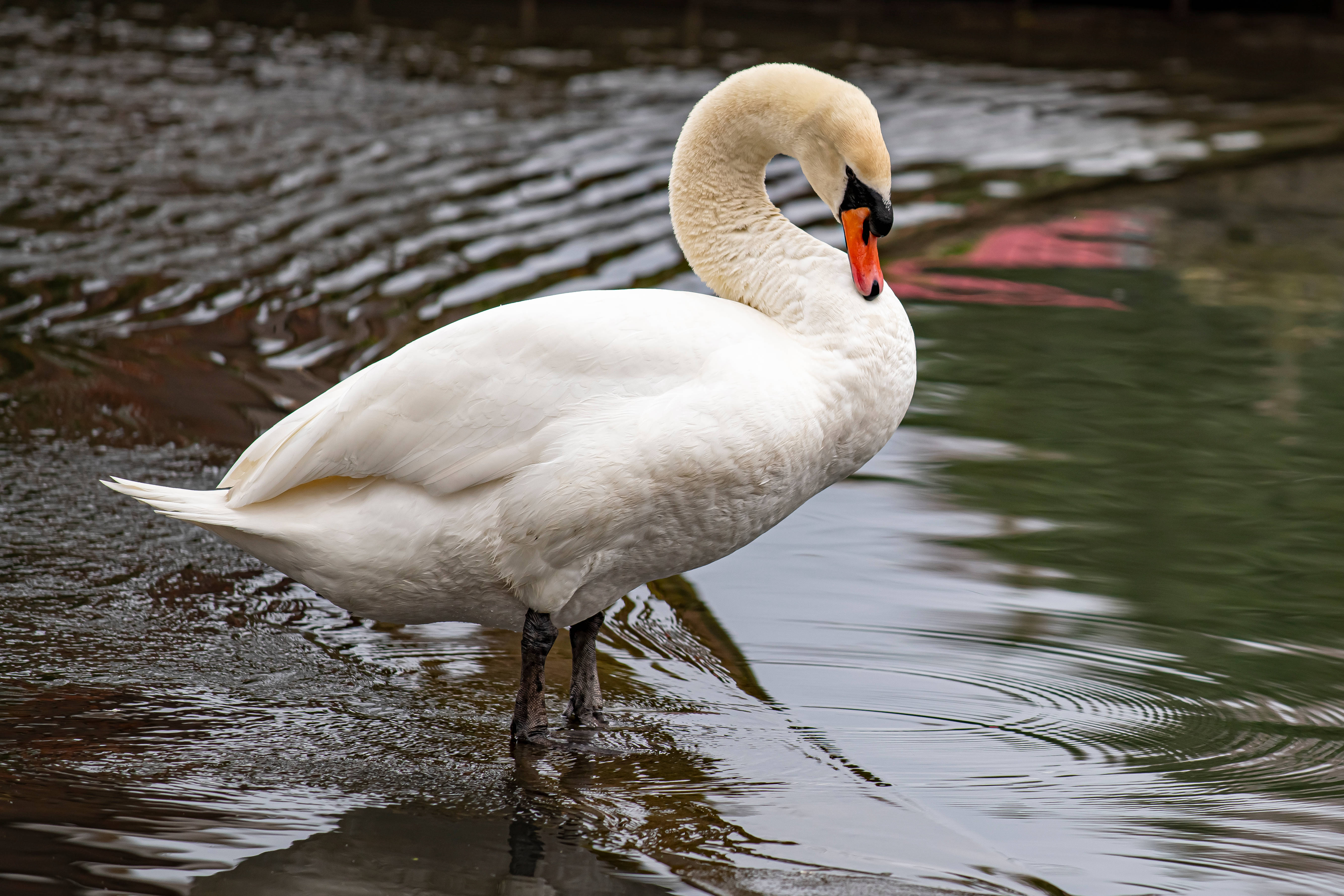 white swan, shallow water, ripples, 5K Desktop Wallpaper
