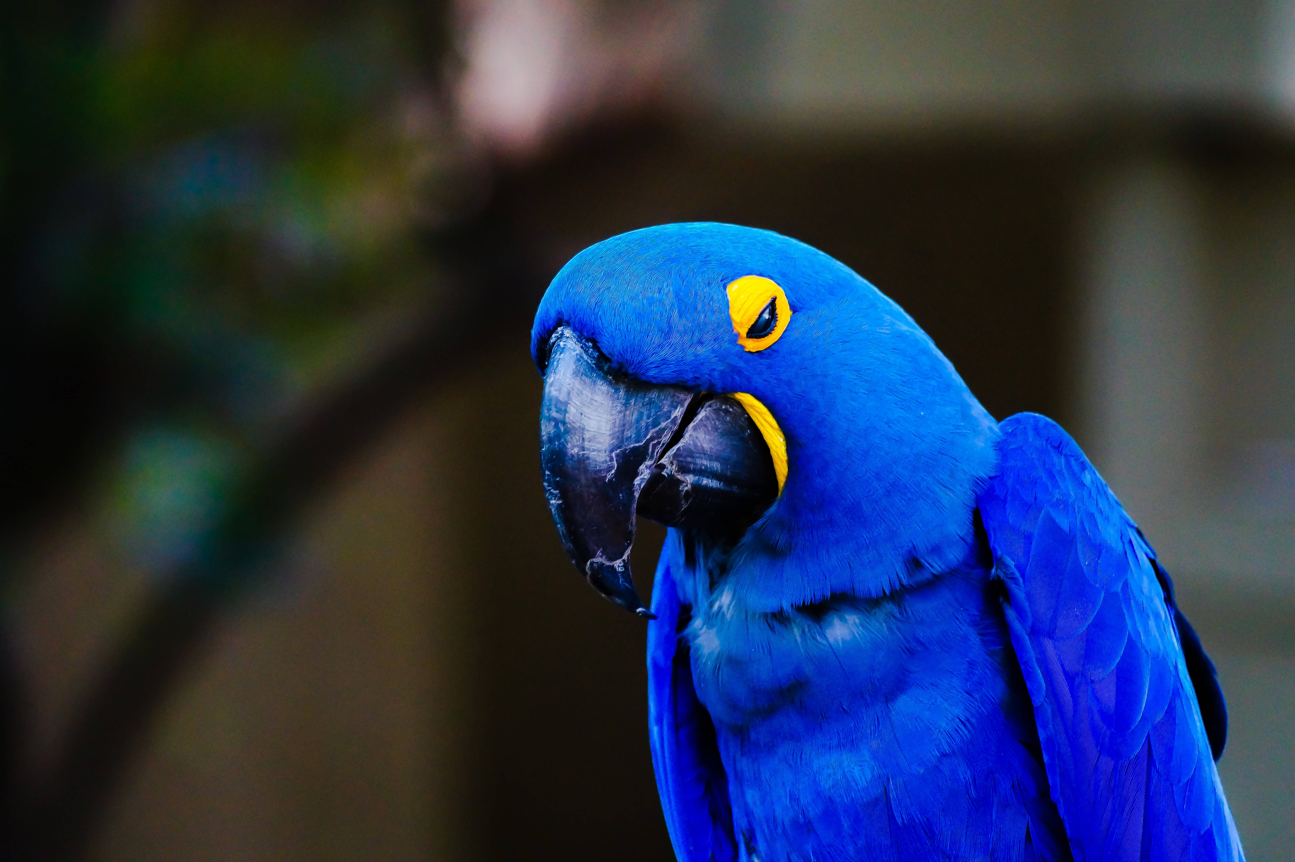 hyacinth macaw, vibrant blue, yellow facial markings, 5K Desktop Wallpaper