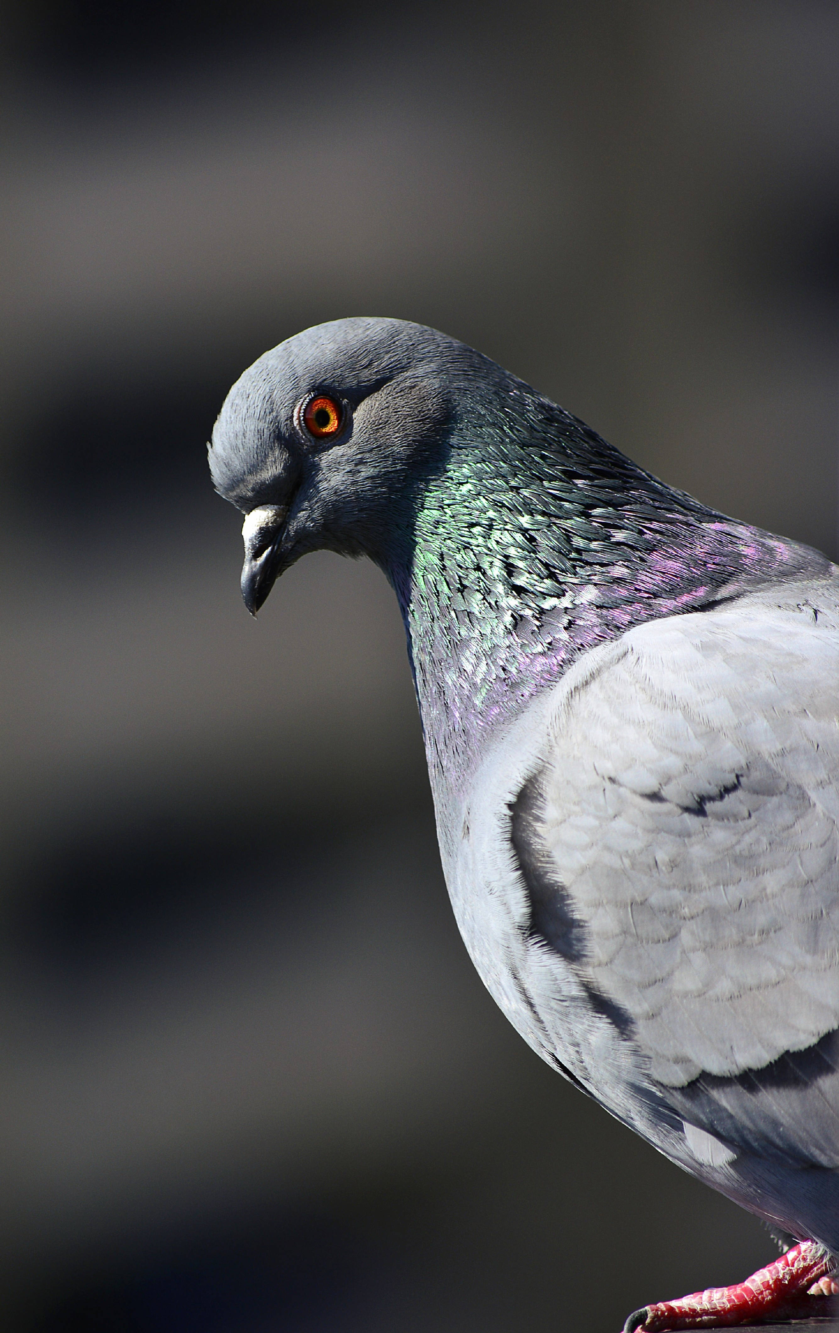 beautiful birds, pigeon, rock dove, 4K Phone Wallpaper