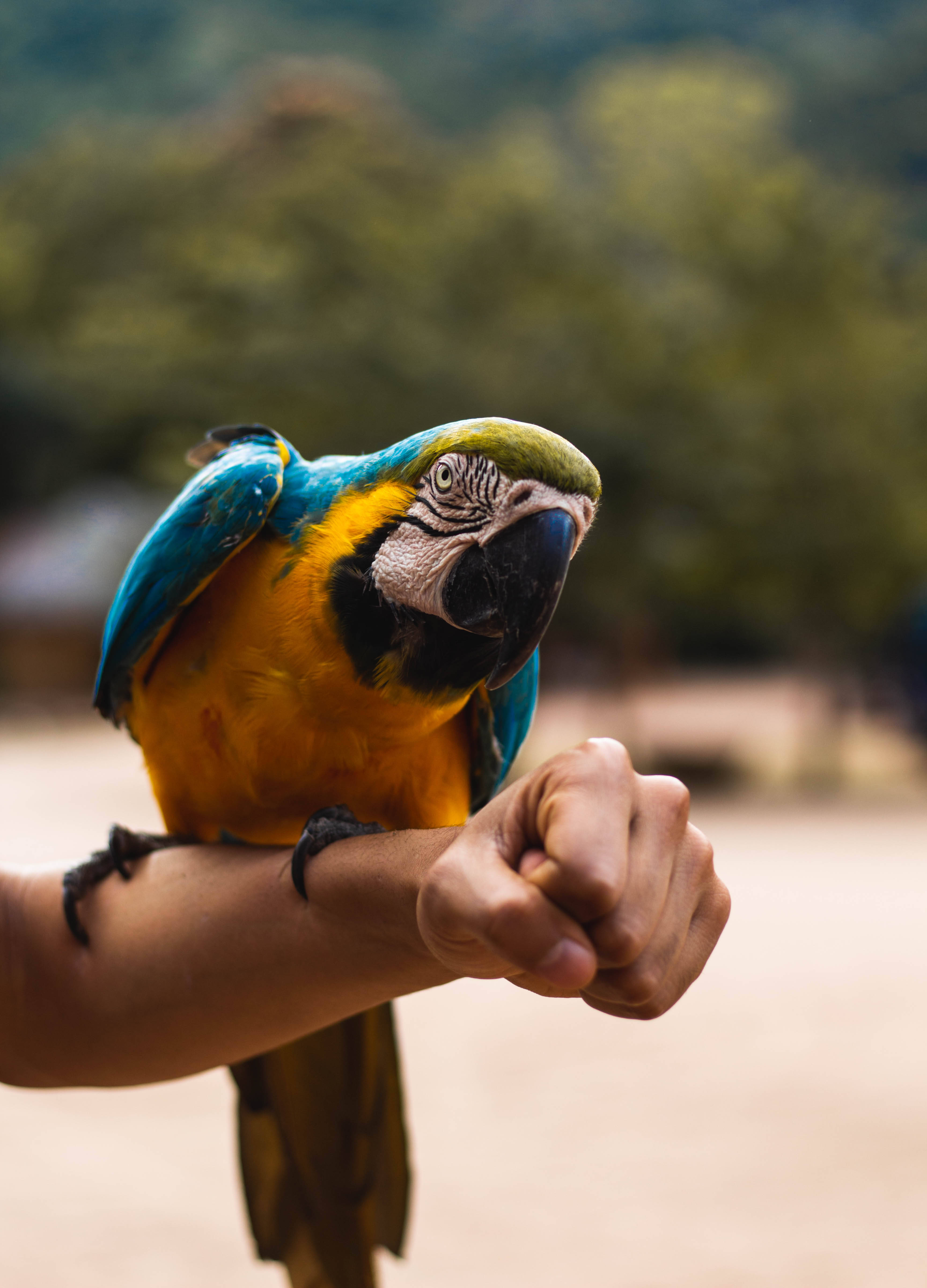 yellow and blue macaw, blue and yellow macaw, person's outstretched arm, 4K Phone Wallpaper