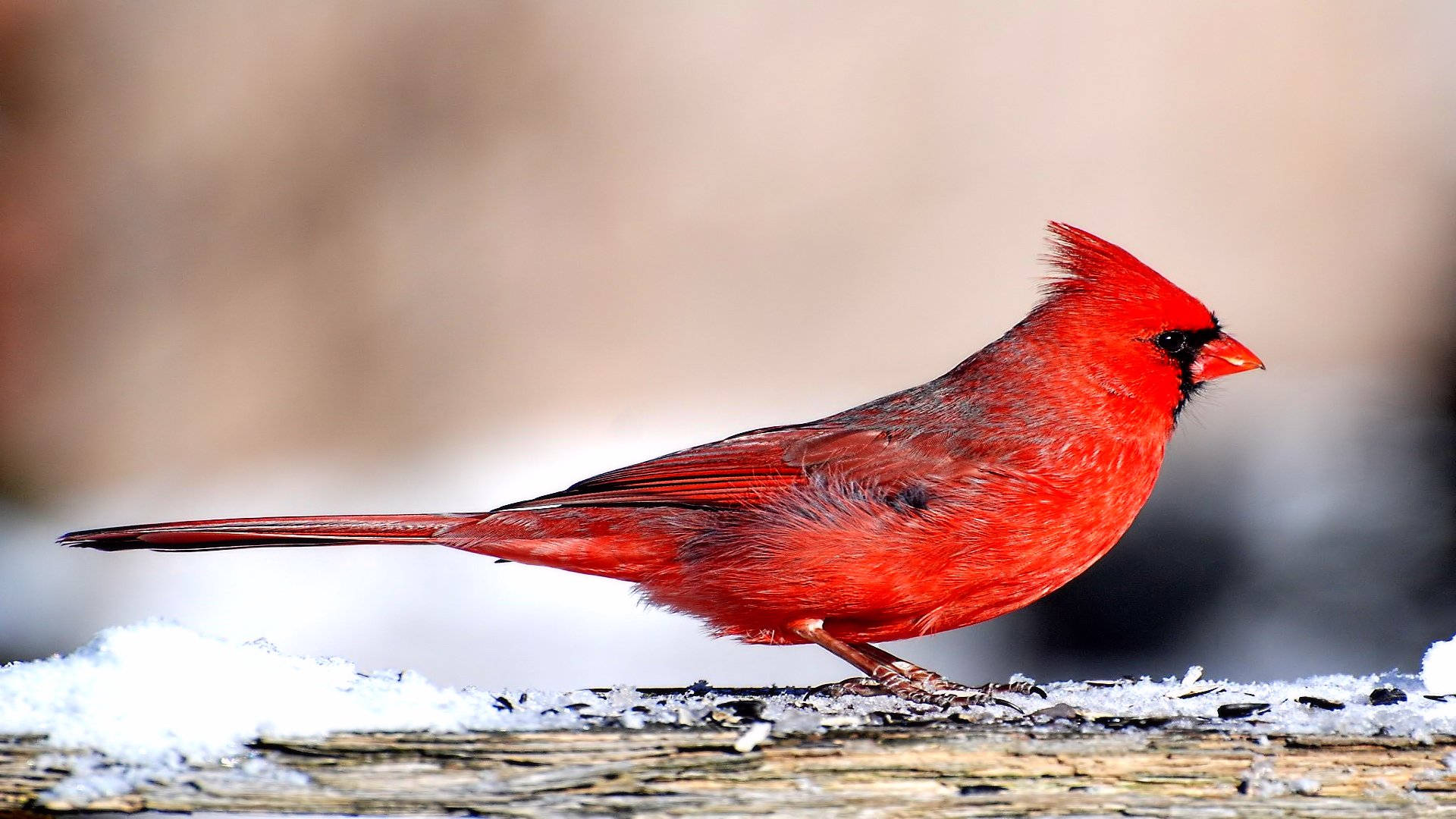 sleek cardinal, vibrant red, male cardinal, Full HD Desktop Wallpaper