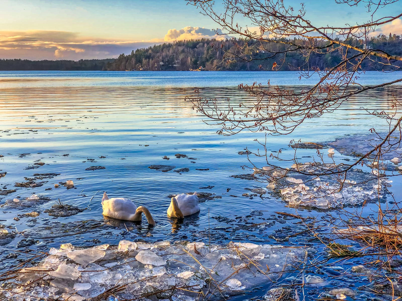 swans, icy waters, sunset, HD Desktop Wallpaper