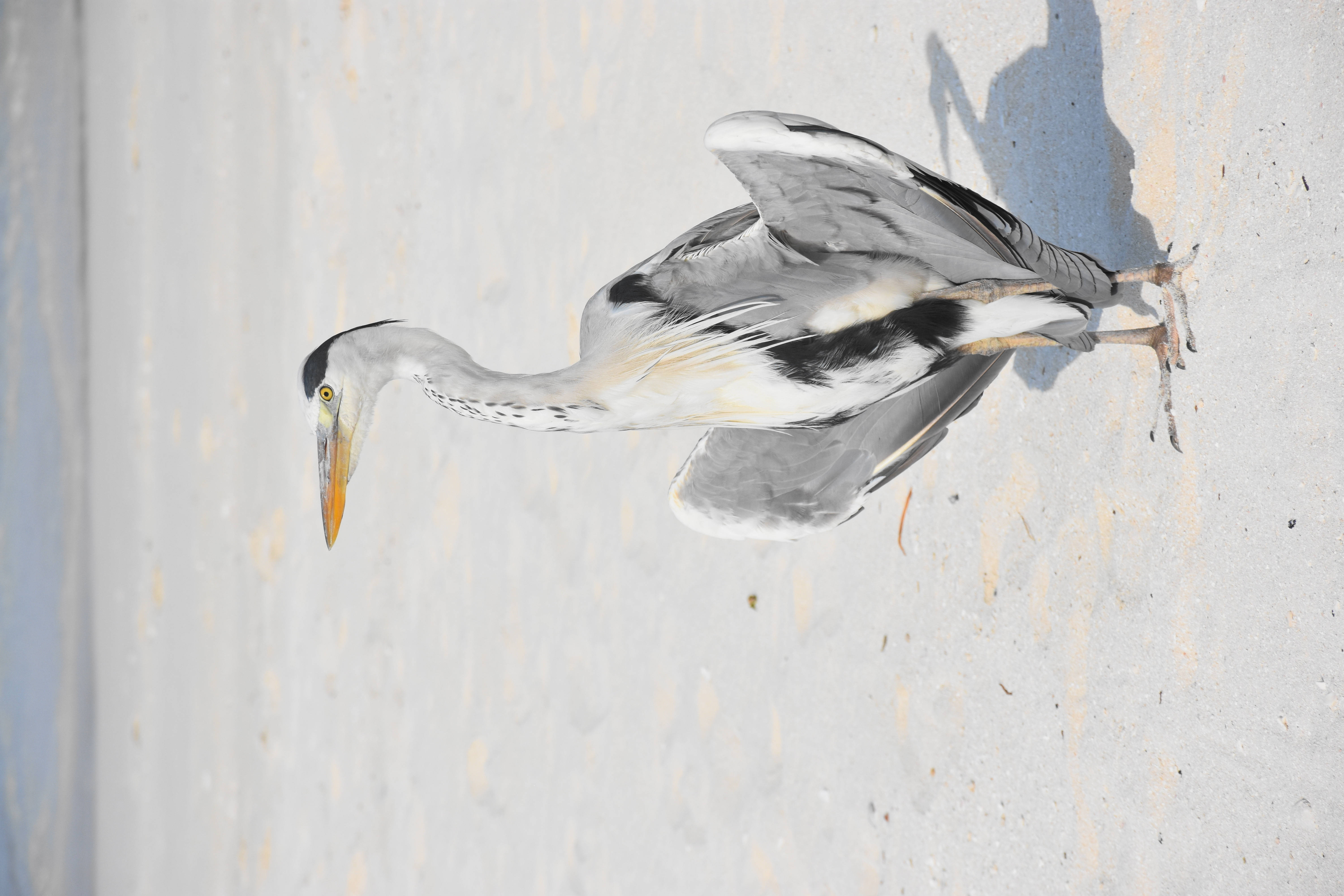 grey heron, black cap, yellow beak, 5K Desktop Wallpaper