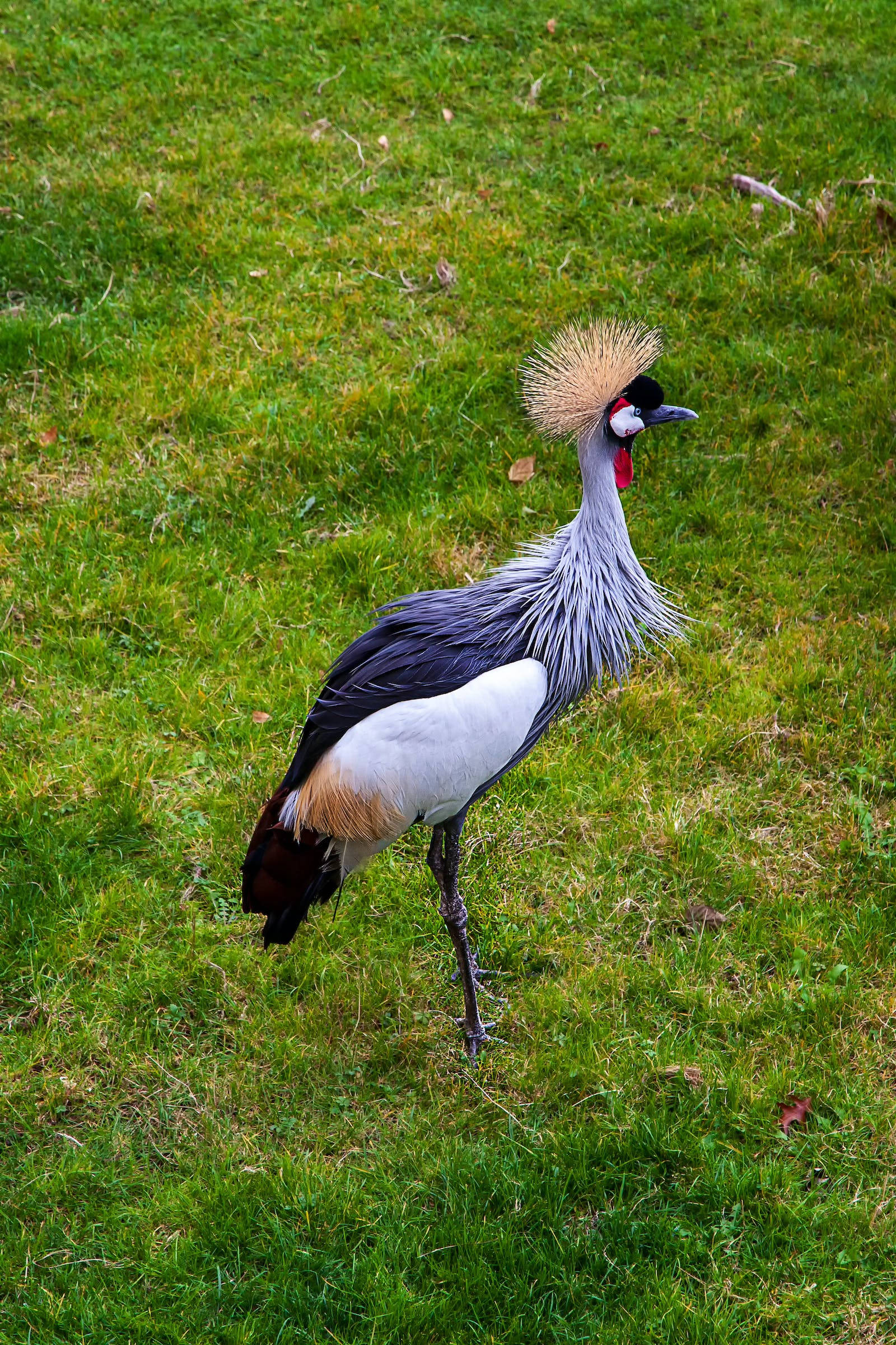 gray crowned crane, golden crest, red throat pouch, Full HD Phone Wallpaper