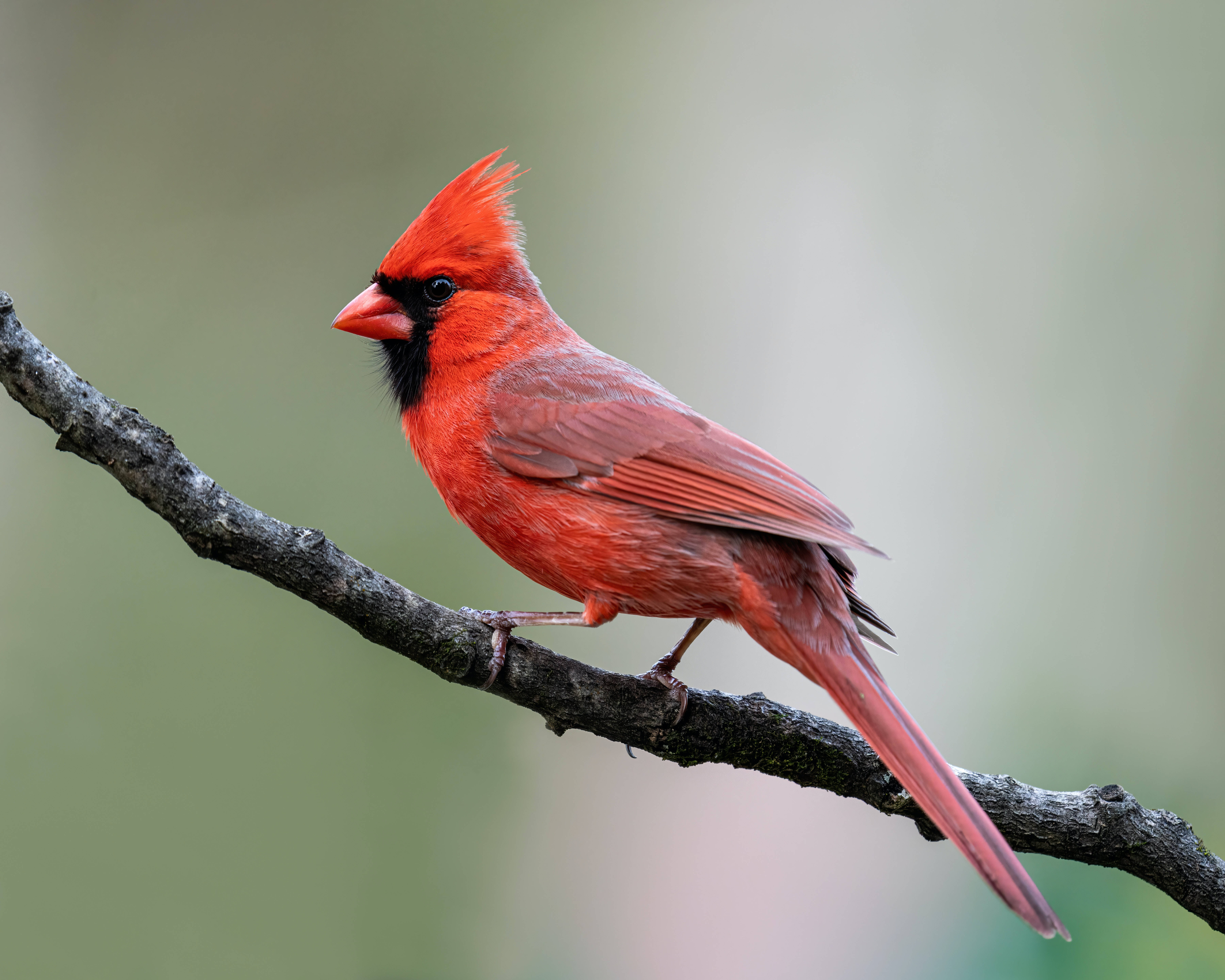 cardinal, branch, weathered branch, 5K Desktop Wallpaper