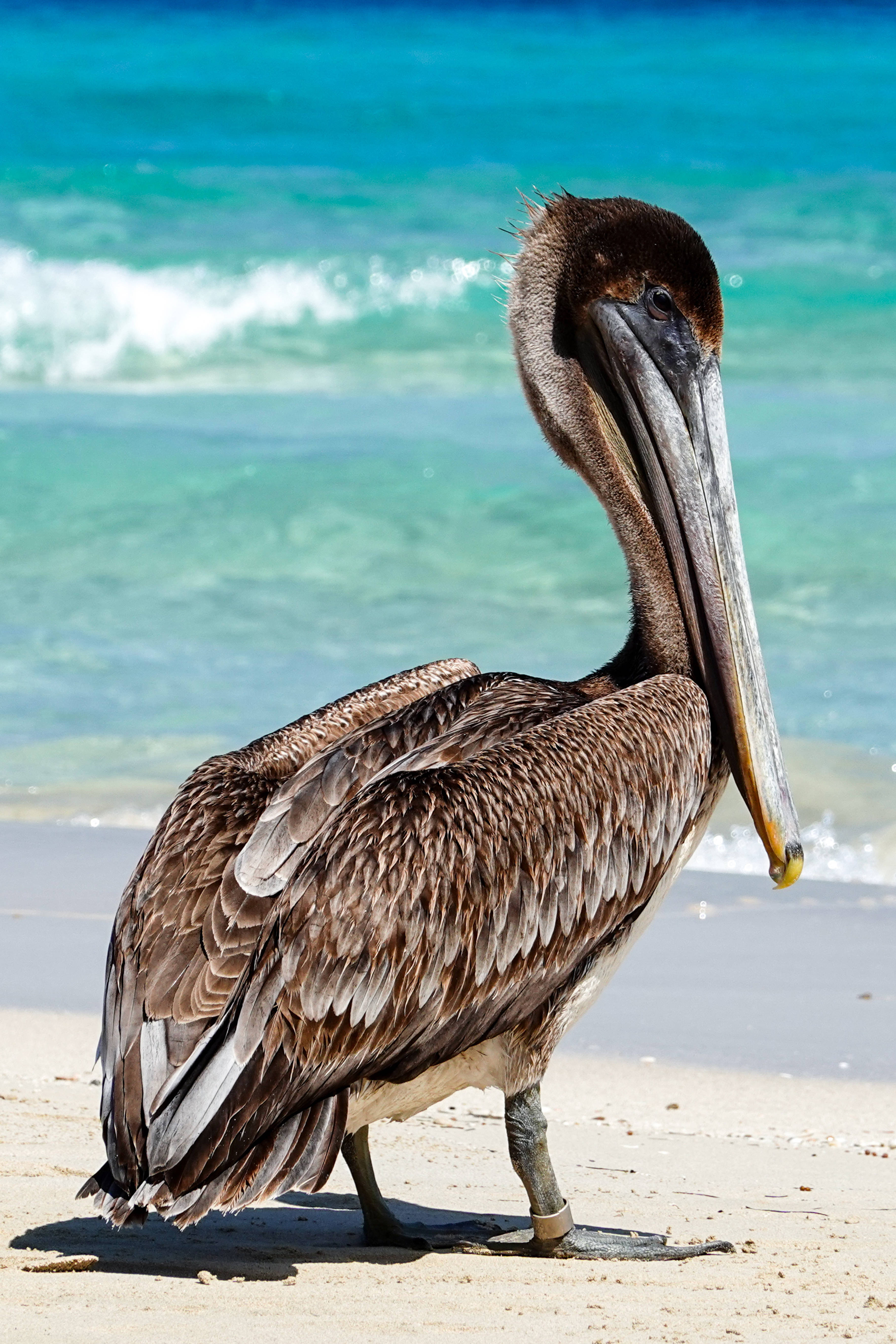 brown pelican, sandy beach, turquoise ocean, 5K Phone Wallpaper