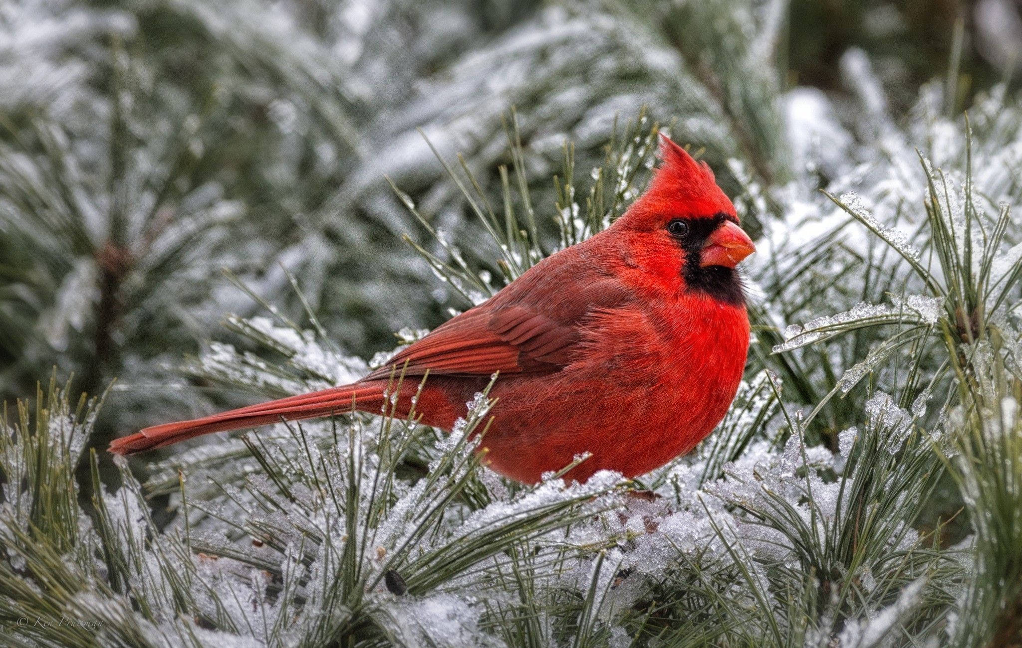 watchful winter cardinal, vibrant red male cardinal, snow-dusted pine needles, Full HD Desktop Wallpaper