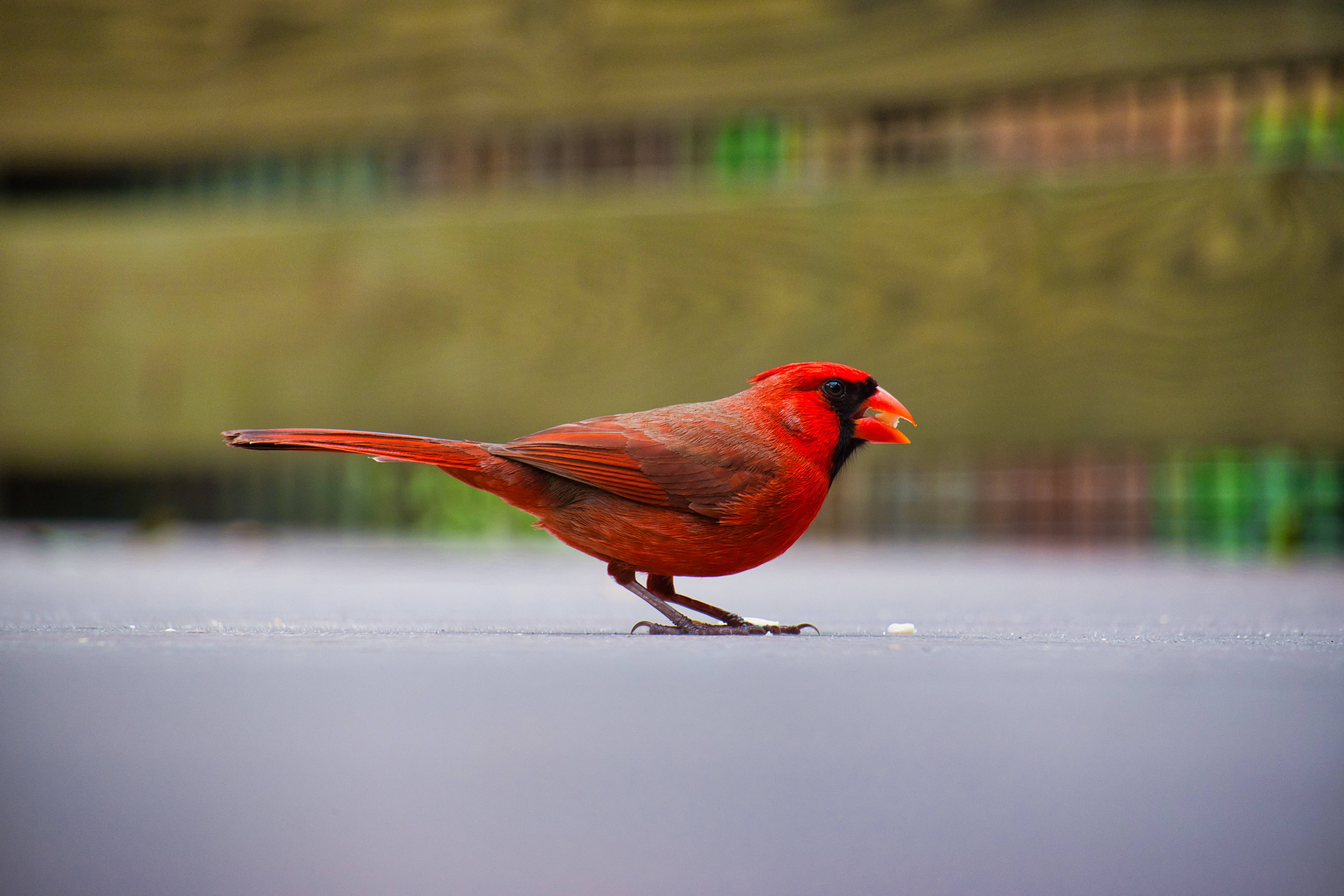 red, male cardinal, gray pavement, 5K Desktop Wallpaper