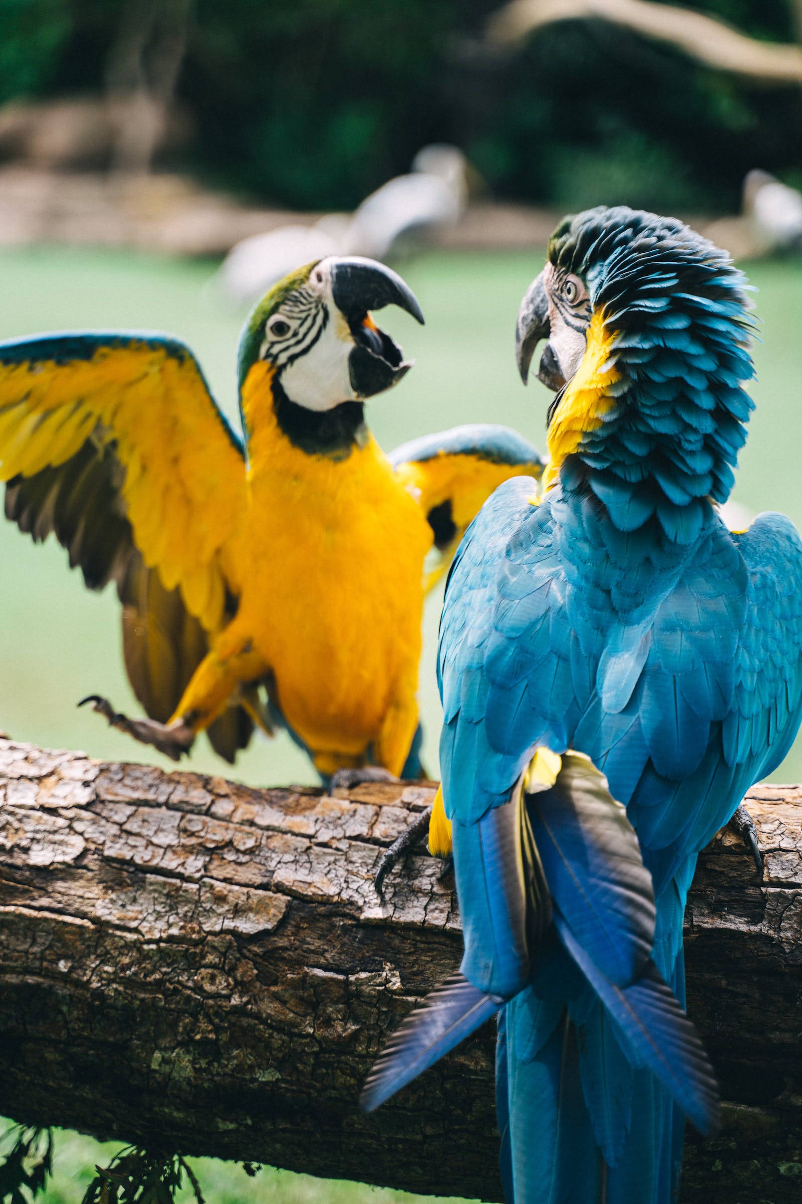 macaw parrots, blue, yellow, Full HD Phone Wallpaper