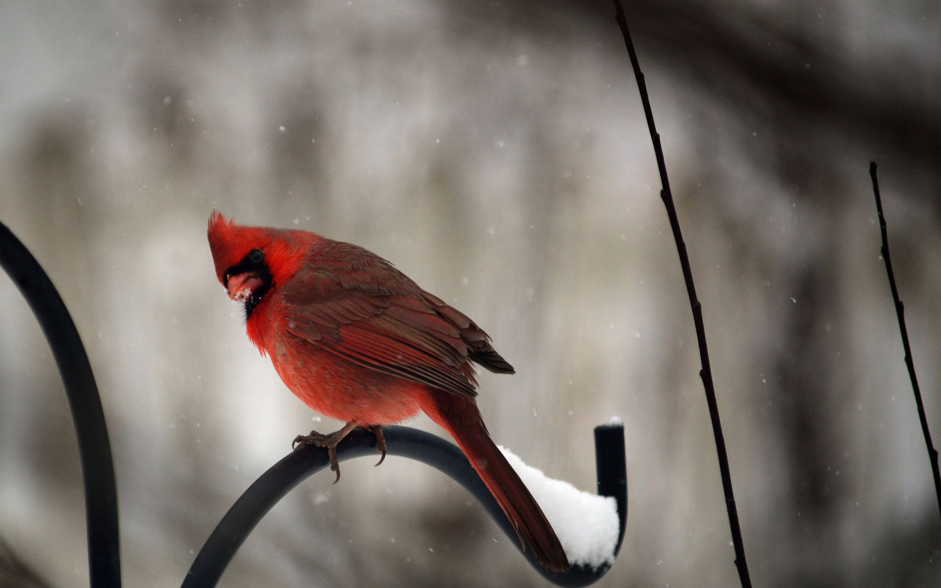 cardinal, iron perch, snow-dusted black metal feeder, Full HD Desktop Wallpaper