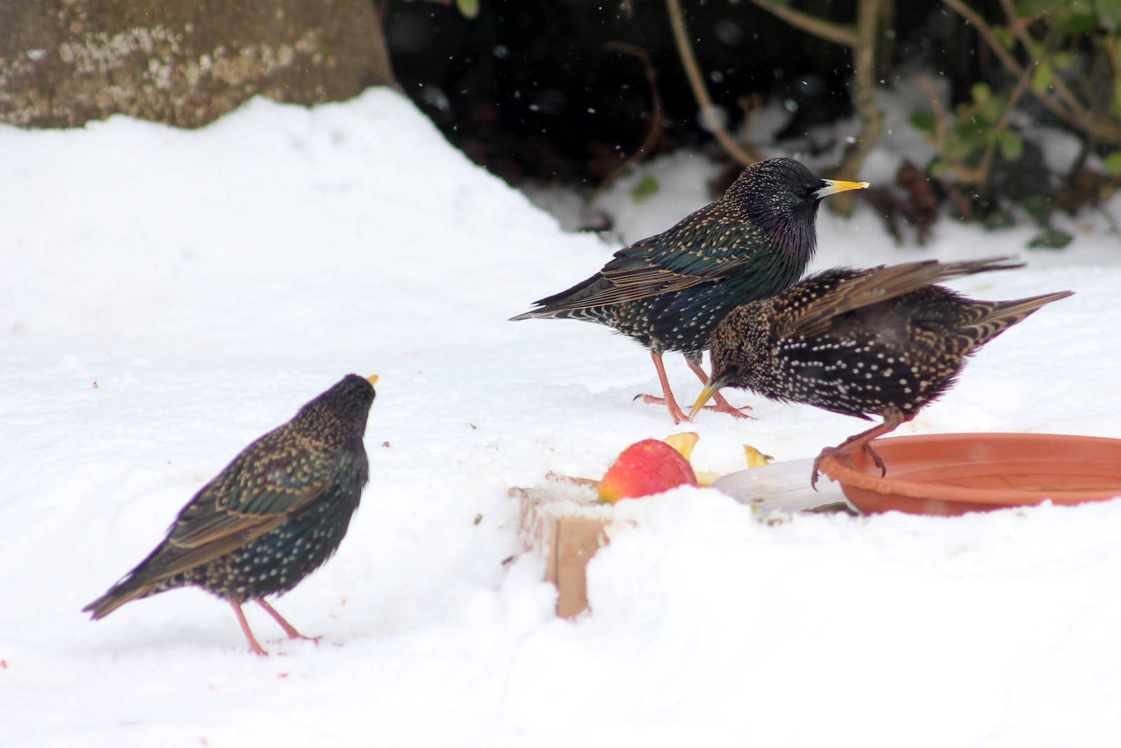 three starlings, iridescent feathers, red apple, HD Desktop Wallpaper