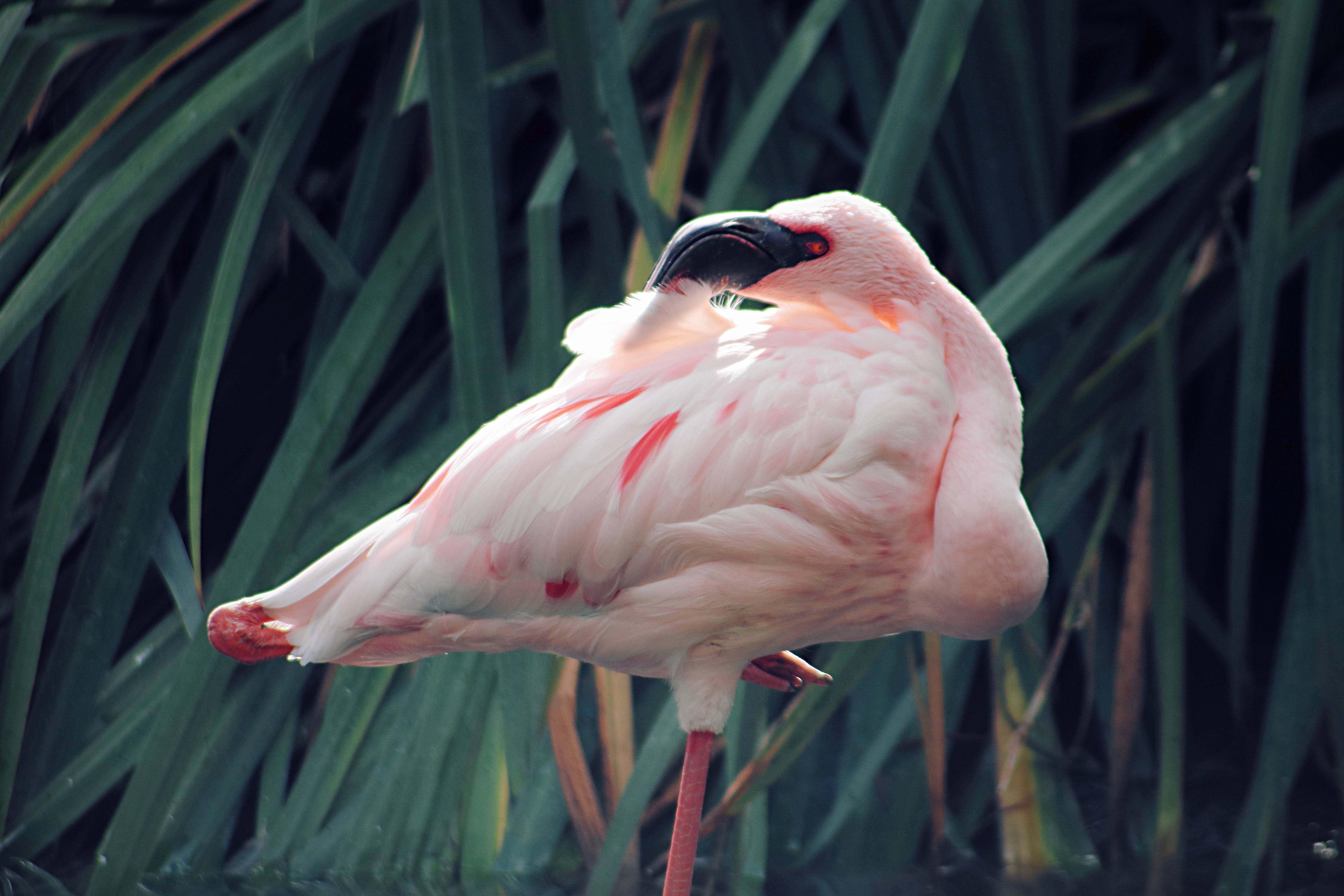 pink flamingo, tall green reeds, one leg lifted, 5K Desktop Wallpaper