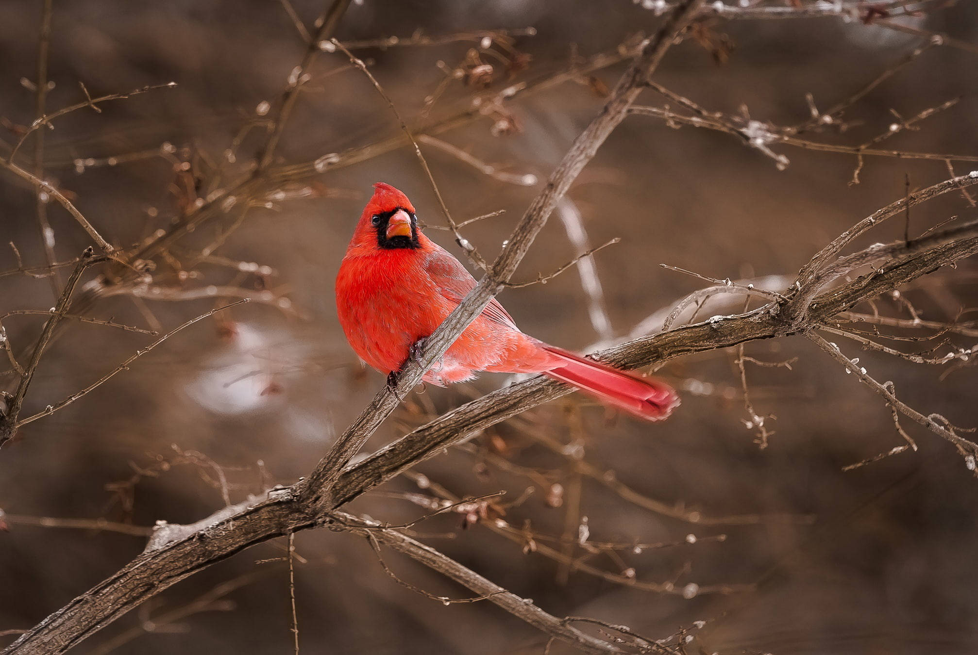 male cardinal, snow-dusted branch, soft blurred winter backdrop, Full HD Desktop Wallpaper