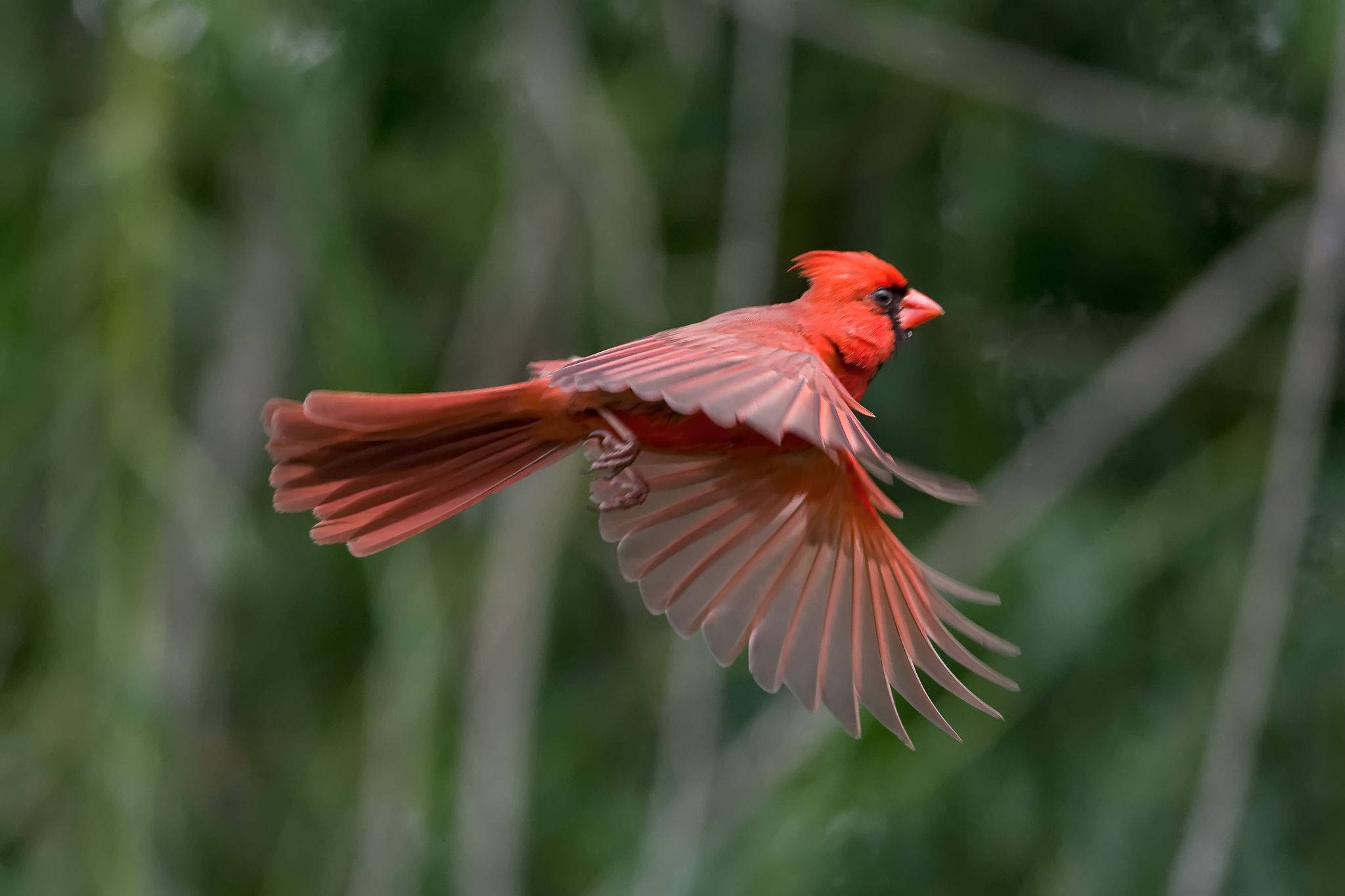 cardinal, mid-flight, wings spread, Full HD Desktop Wallpaper