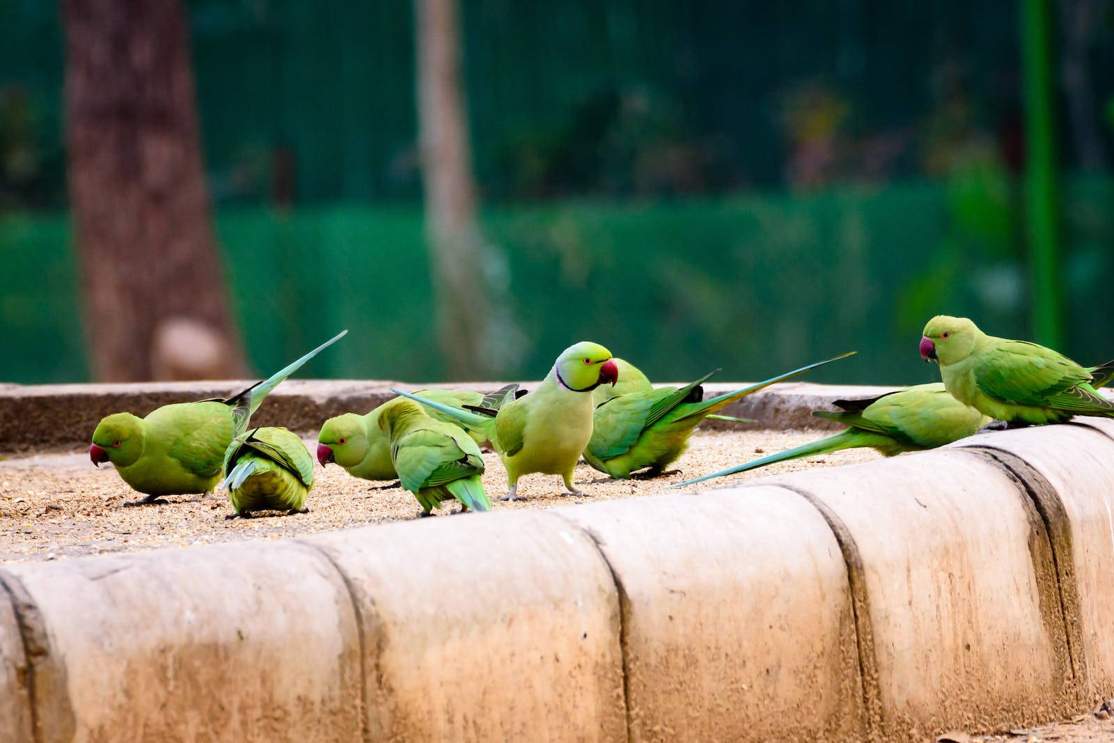 green parakeet, ring-necked parakeets, textured stone ledge, HD Desktop Wallpaper