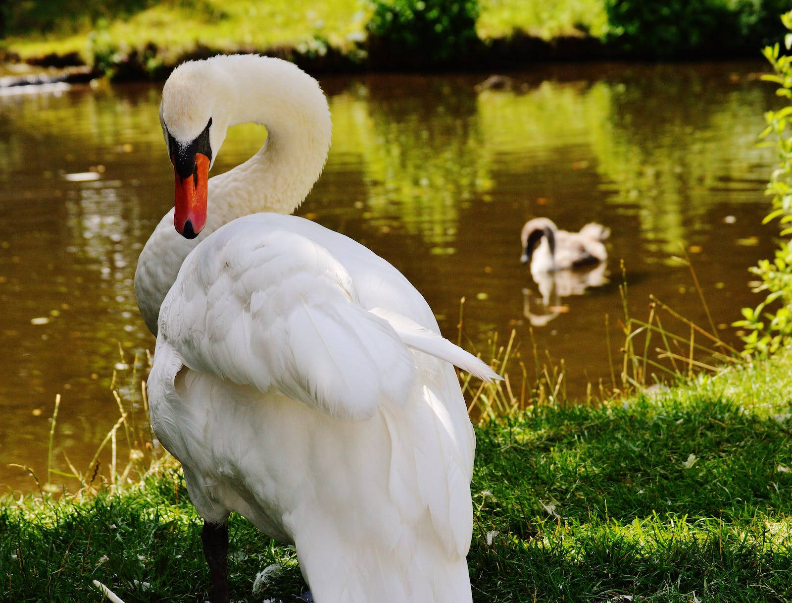 white mute swan, sunlit pond, cygnet, HD Desktop Wallpaper