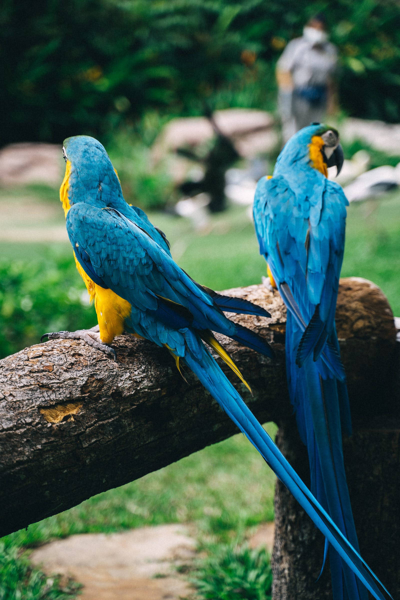 blue macaw, vibrant blue-and-yellow, rugged tree branch, Full HD Phone Wallpaper