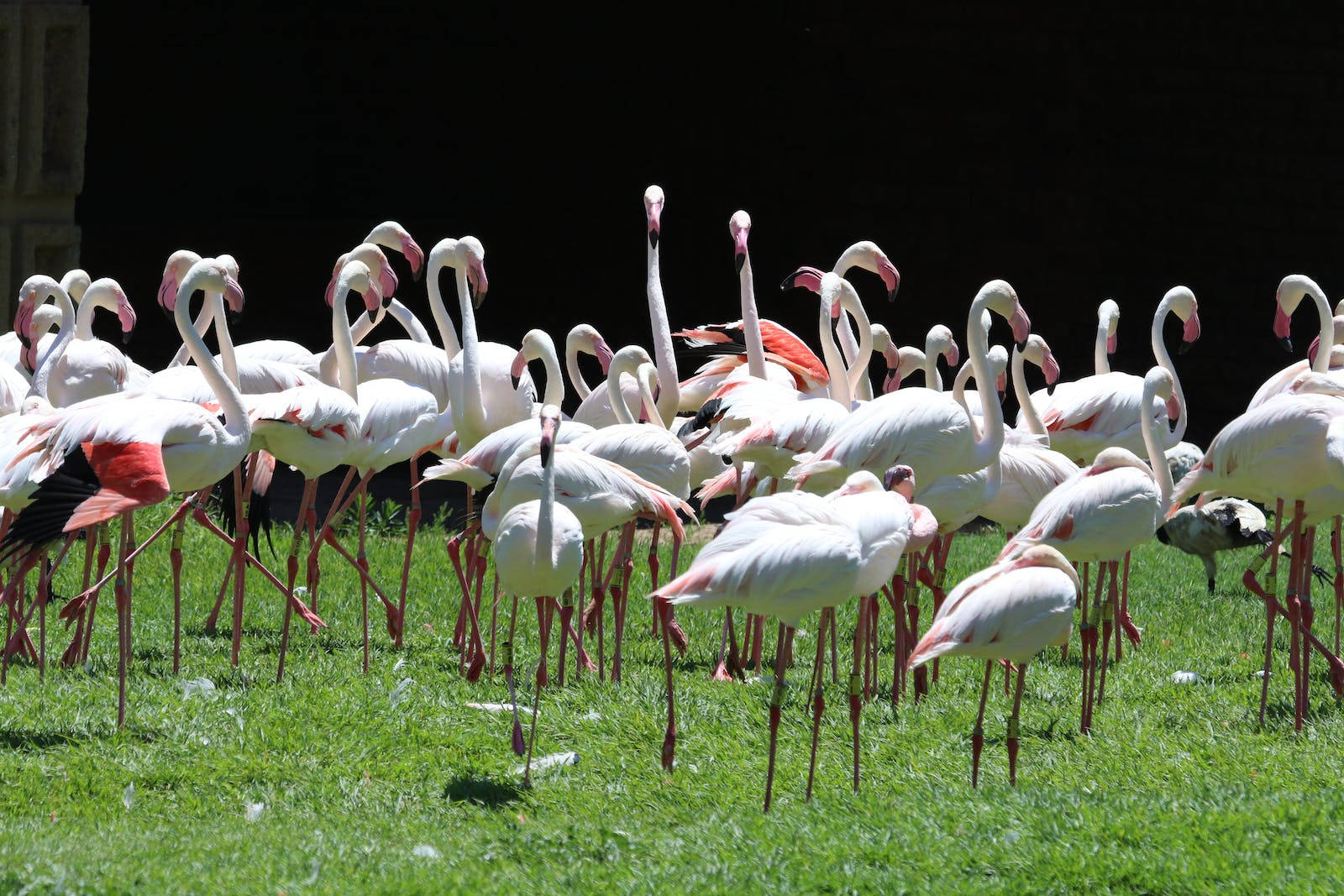flock of pink flamingos, pink flamingos, vibrant green grass, HD Desktop Wallpaper