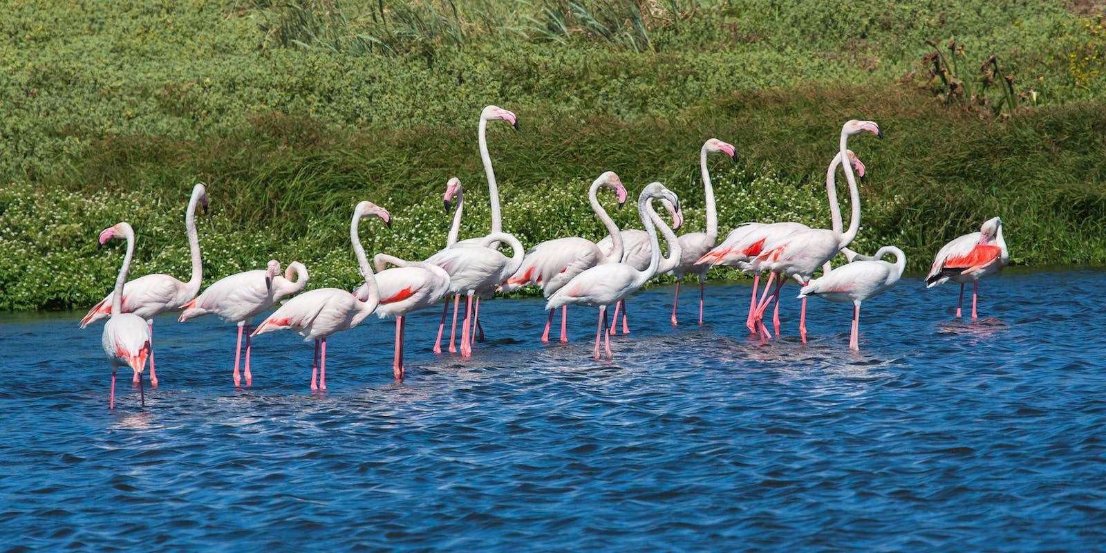 white and pink flamingos, pink flamingos, vibrant blue water, HD Desktop Wallpaper