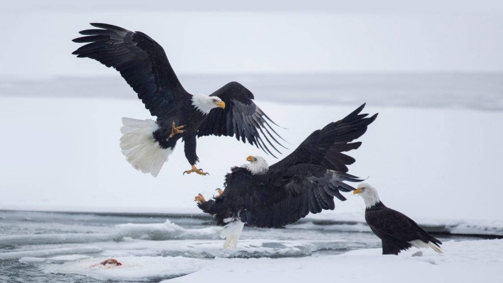 bald eagles, fish, icy water, SD Desktop Wallpaper