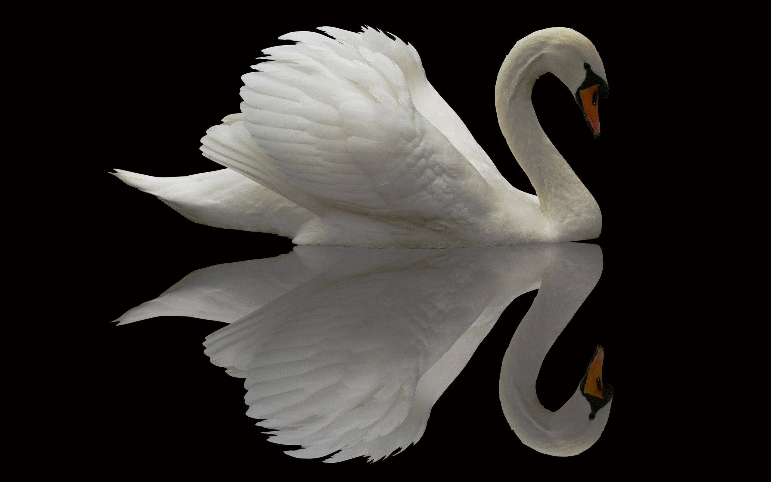 beautiful birds, swan, white swan, 2K Desktop Wallpaper