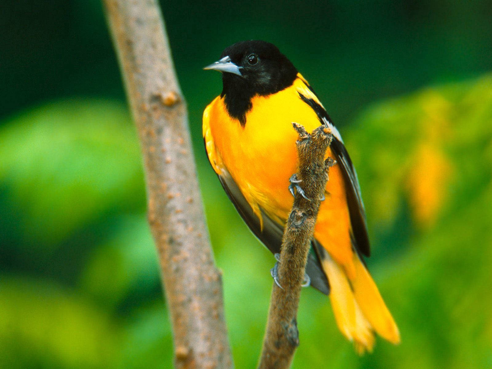 yellow and black, vibrant orange and black, textured branch, HD Desktop Wallpaper