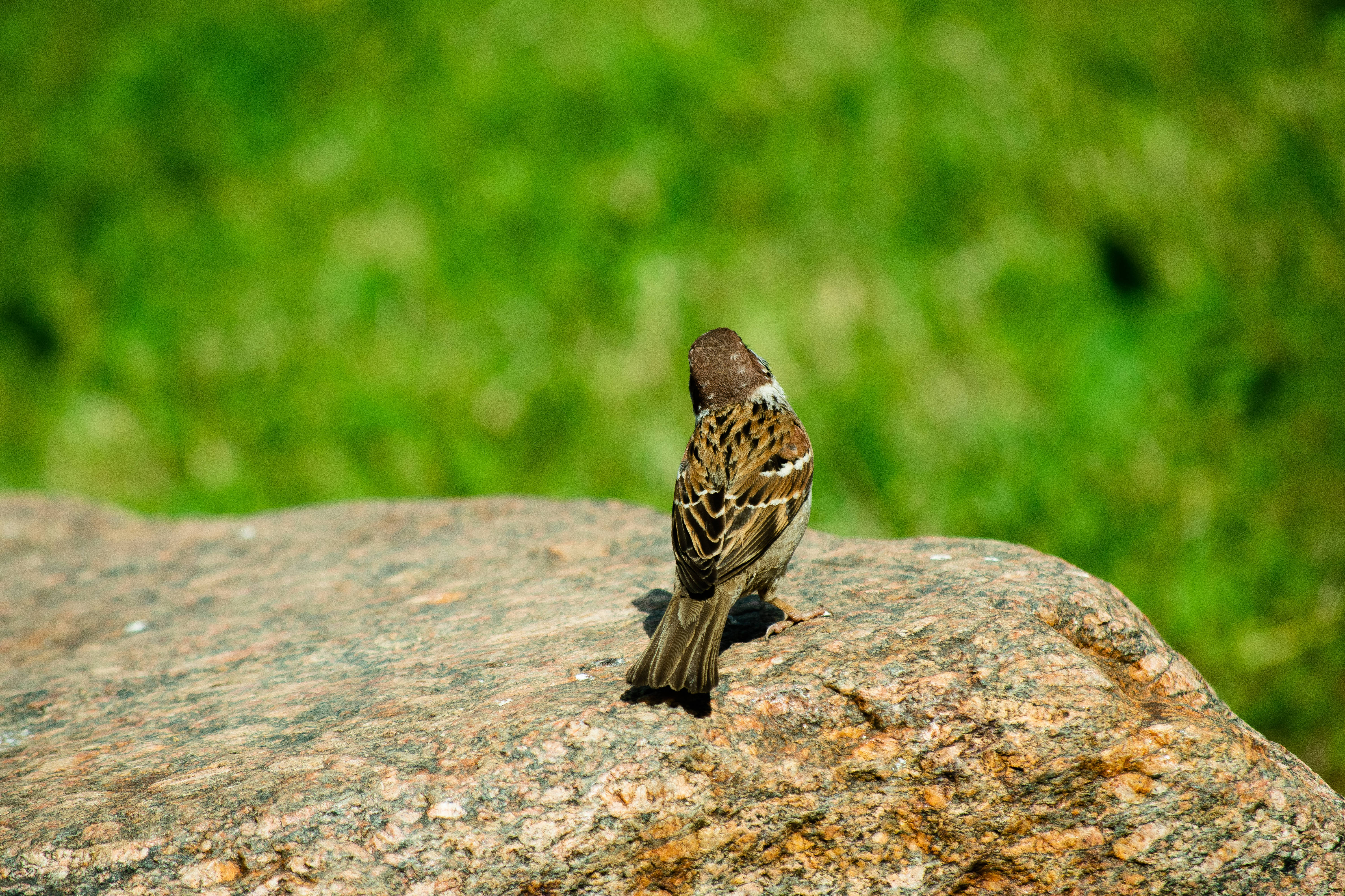 small brown sparrow, sunlit granite rock, vibrant green blurred grass background, 5K Desktop Wallpaper