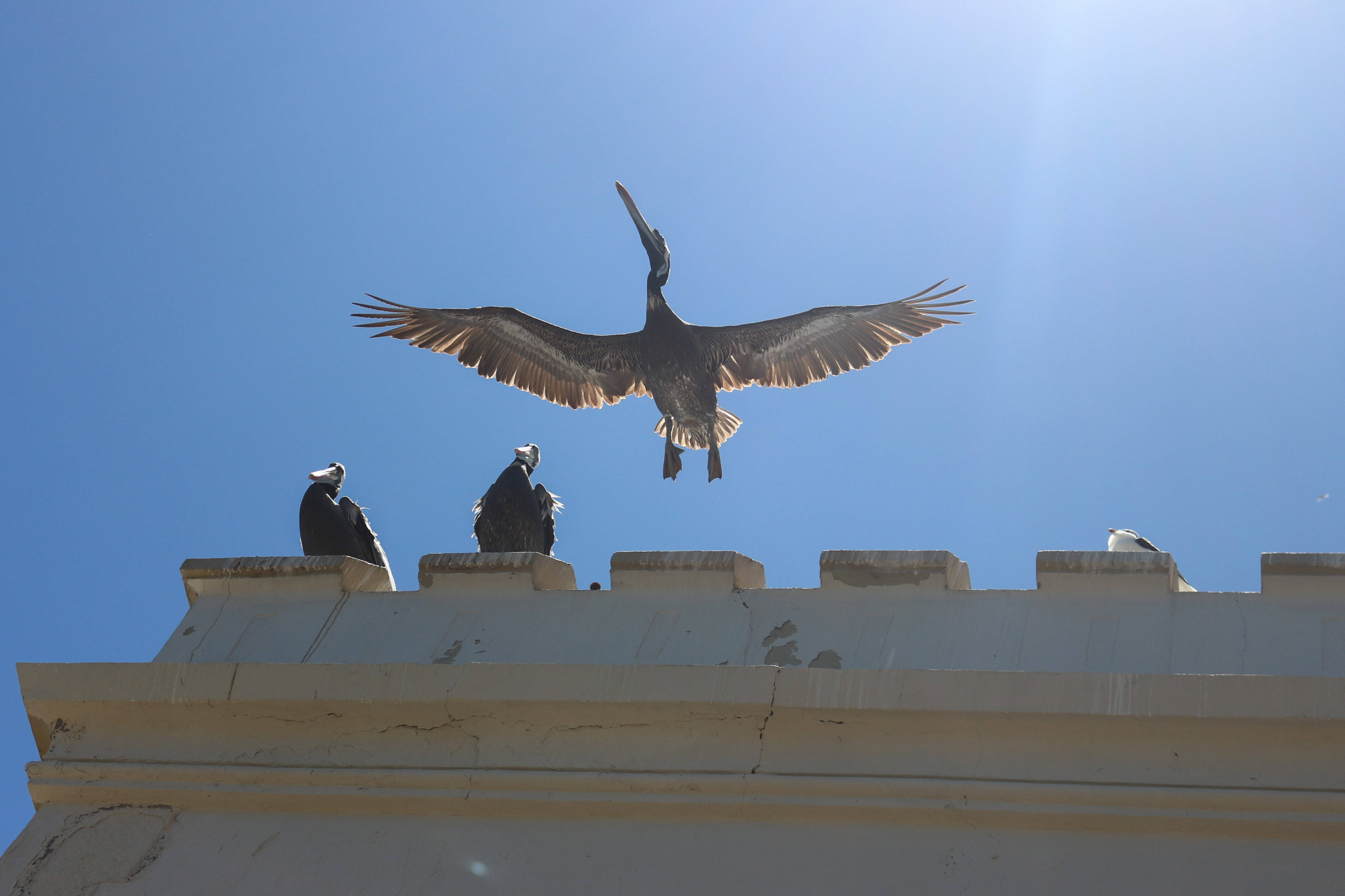 pelican, vultures, white building ledge, 4K Desktop Wallpaper