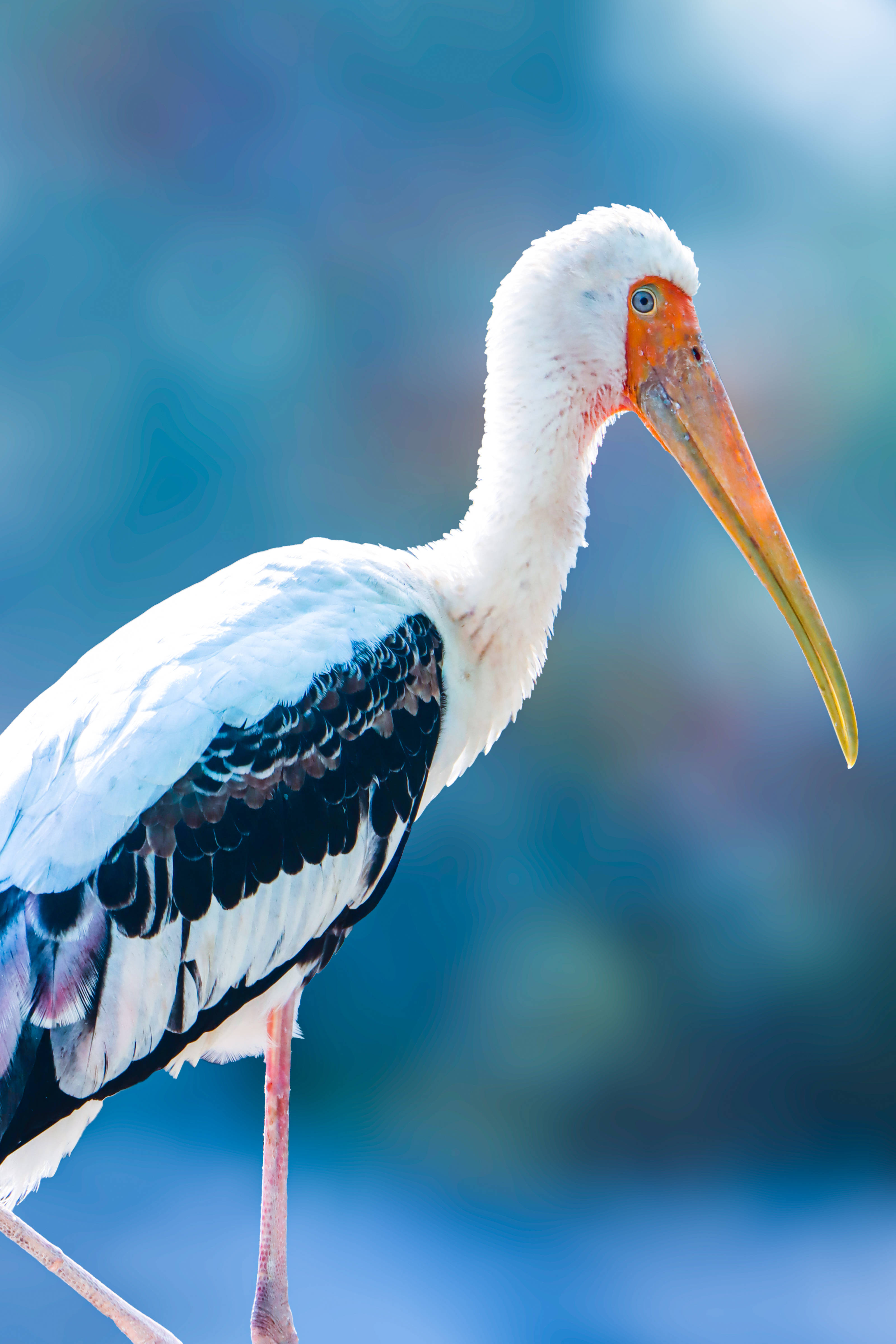 painted stork, white stork, black wing feathers, 4K Phone Wallpaper