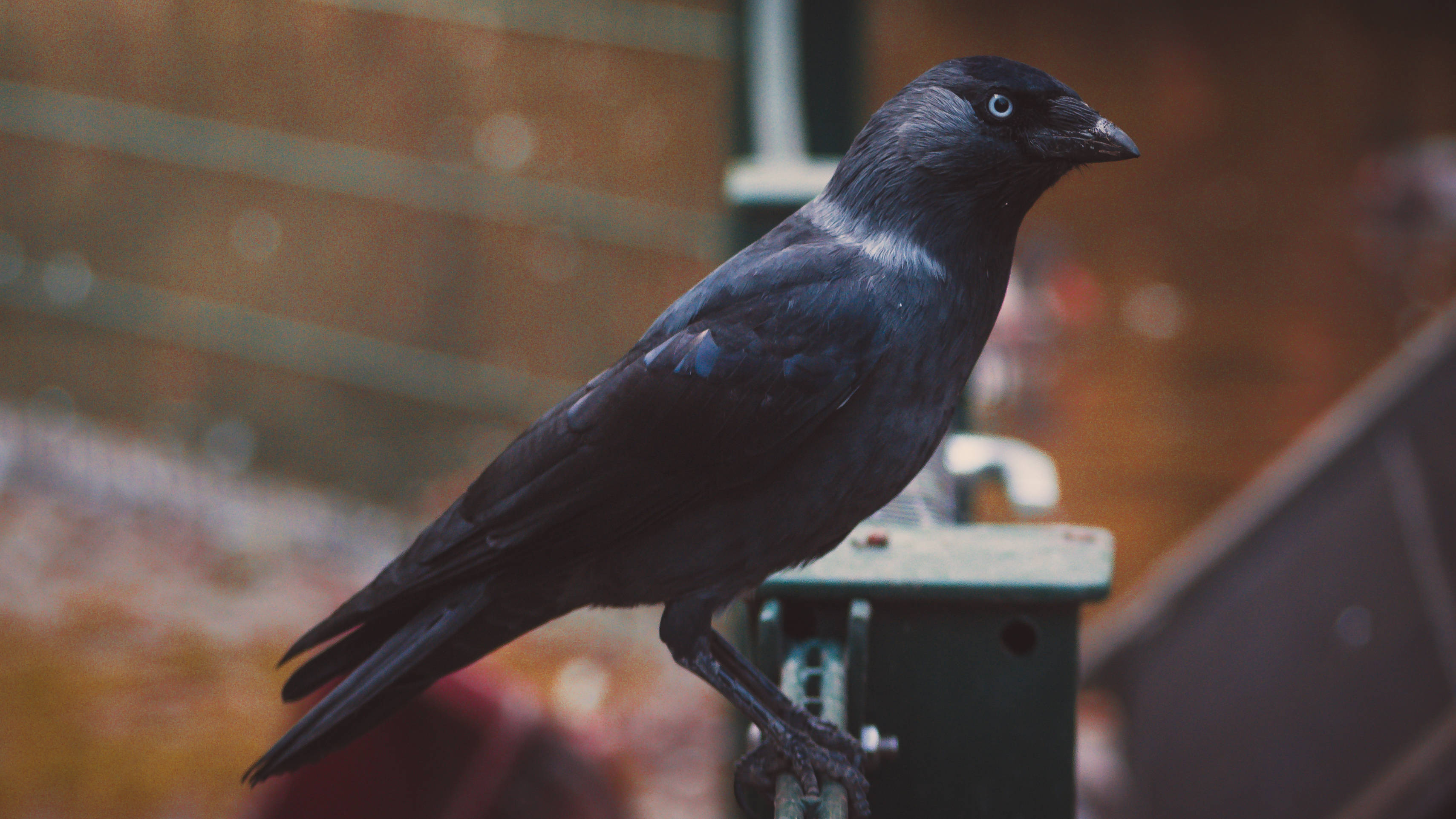 black crow, glossy black, metal post, 2K Desktop Wallpaper