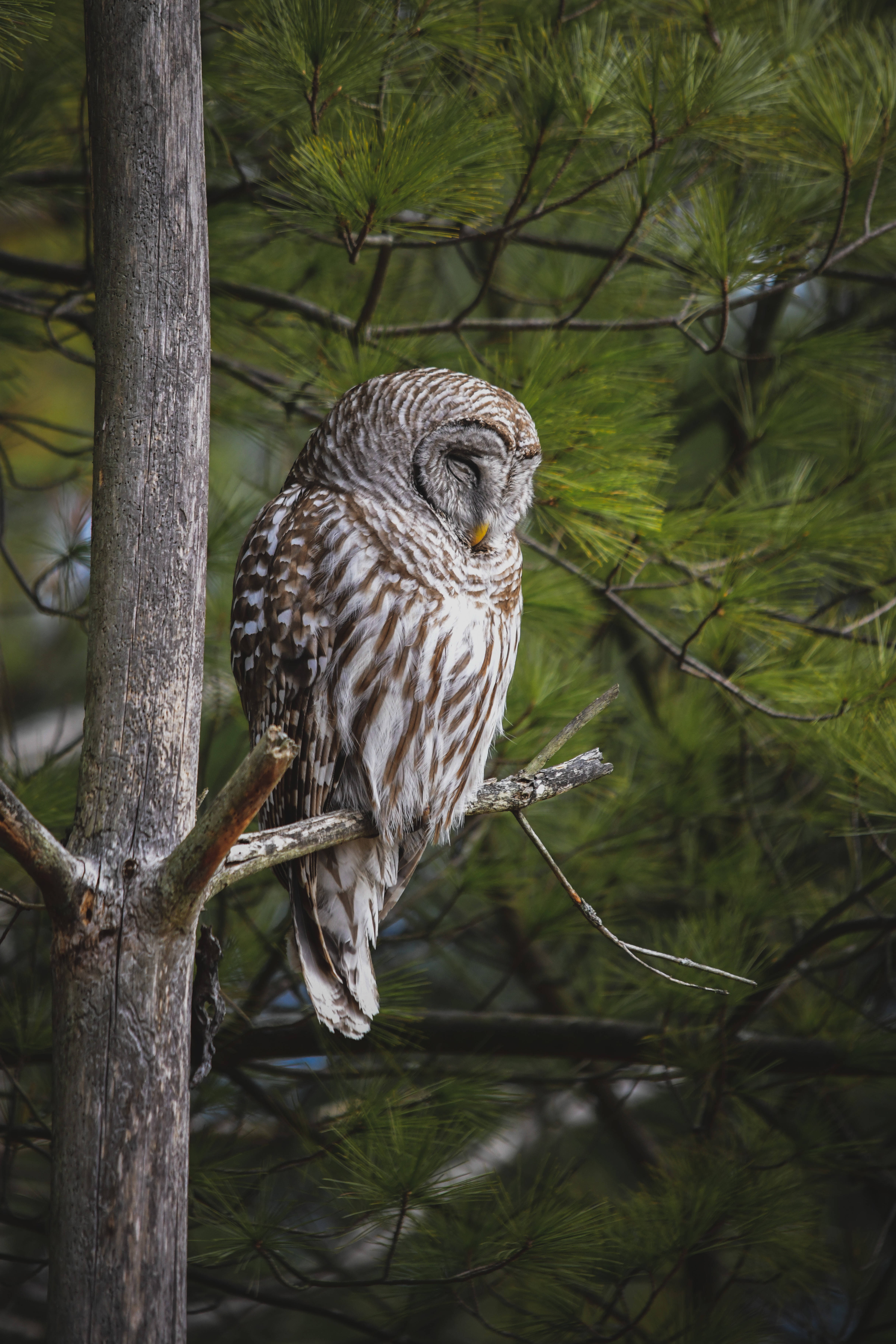 brown sleeping owl, barred owl, pine branch, 5K Phone Wallpaper