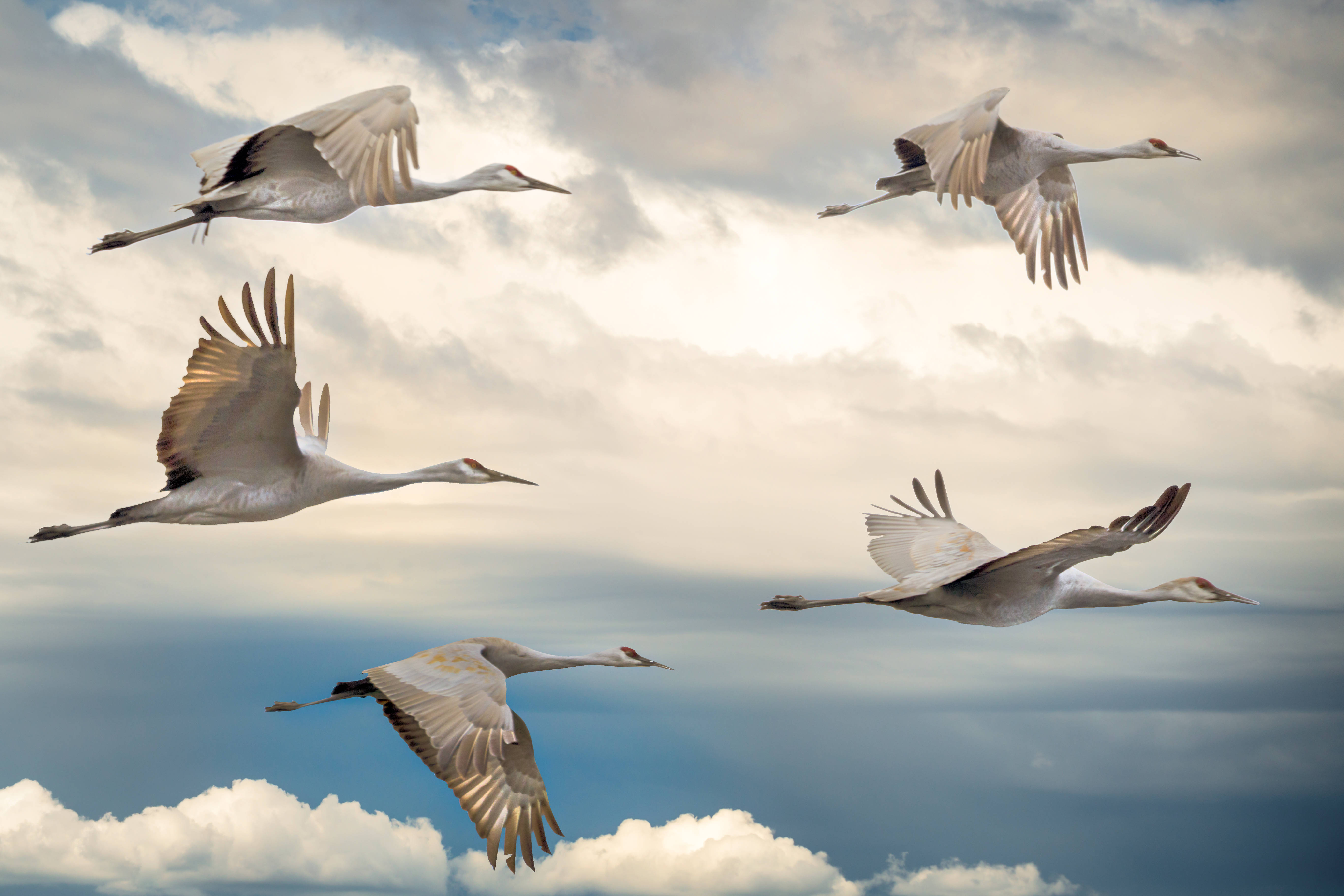 flock of beautiful birds, white cranes, dramatic sky, 5K Desktop Wallpaper